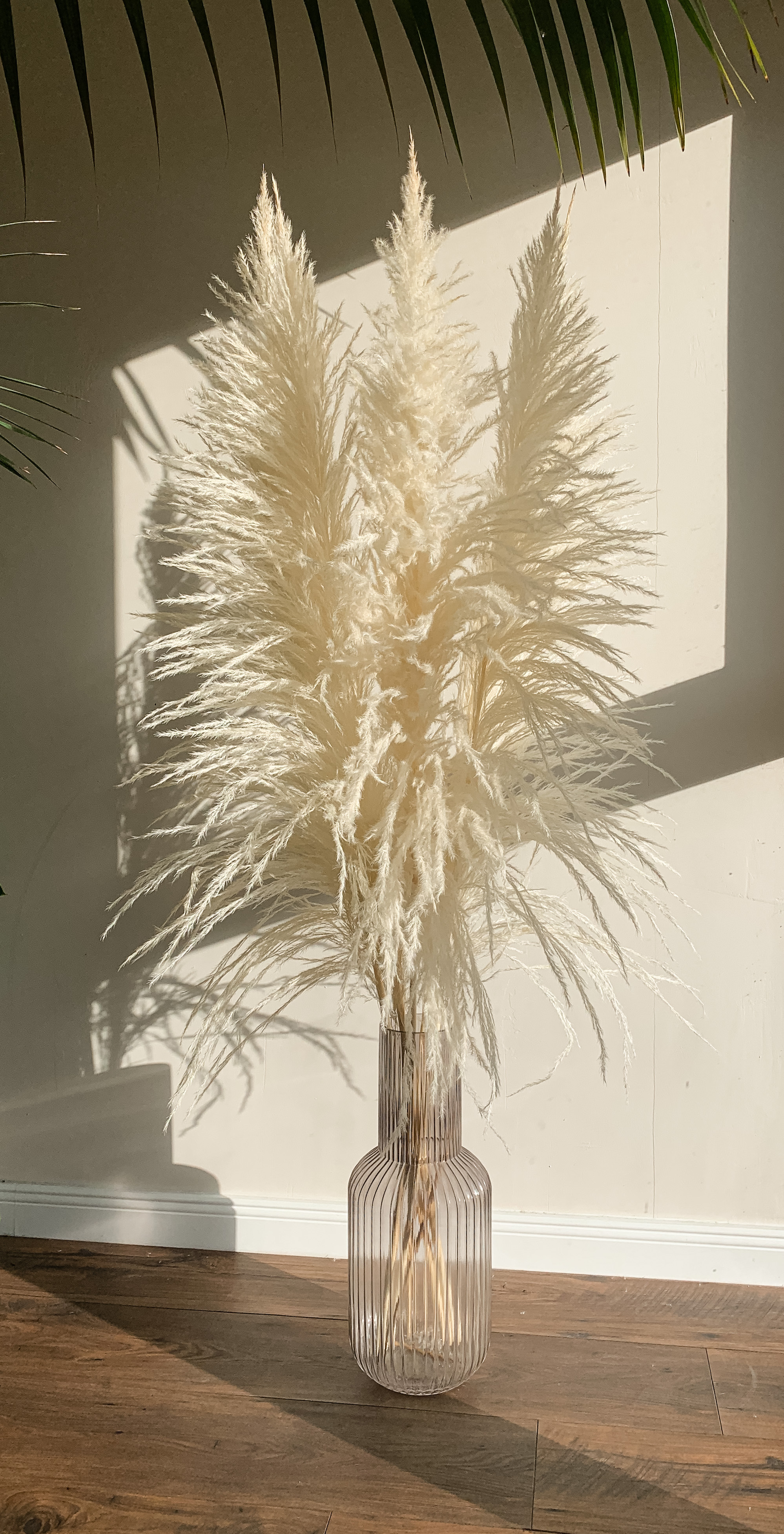 Balinta Zaquara Kortaderija 140 cm