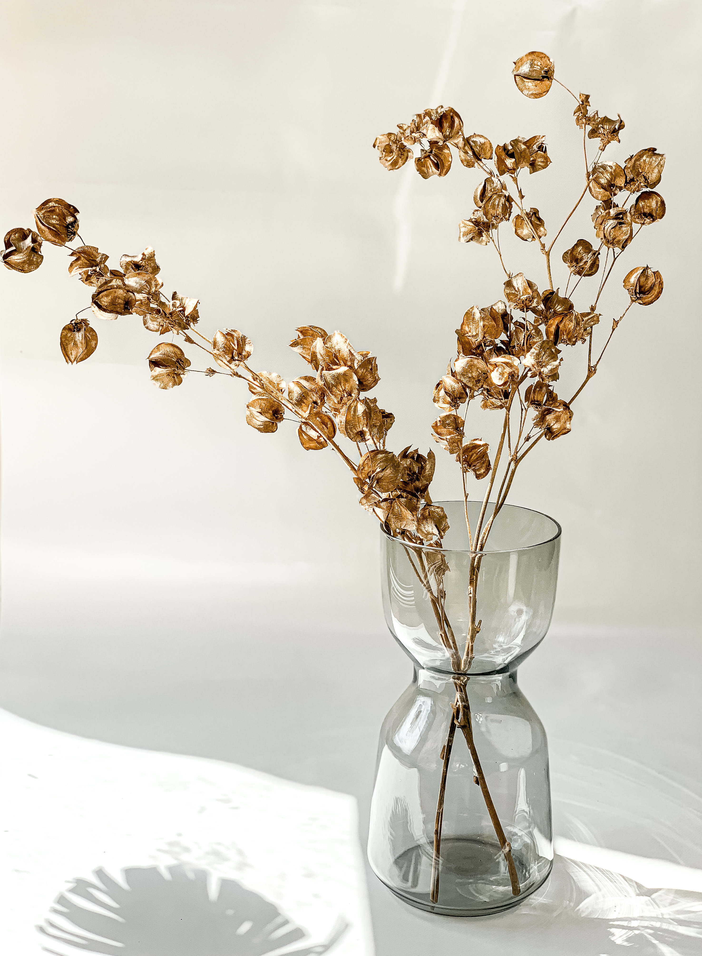 Bugenvilija "Antique Gold"