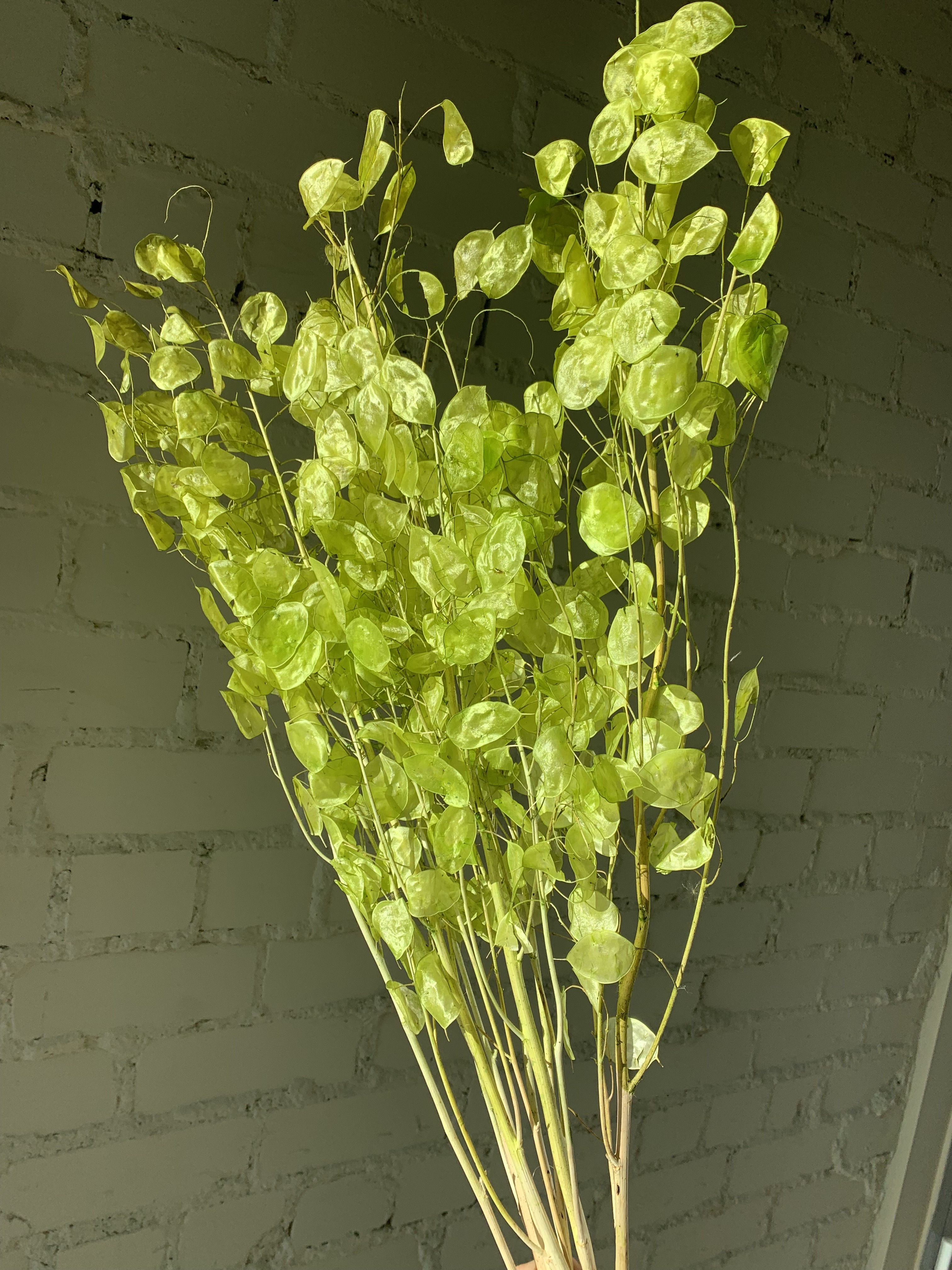 Lunaria Salotinės Spalvos