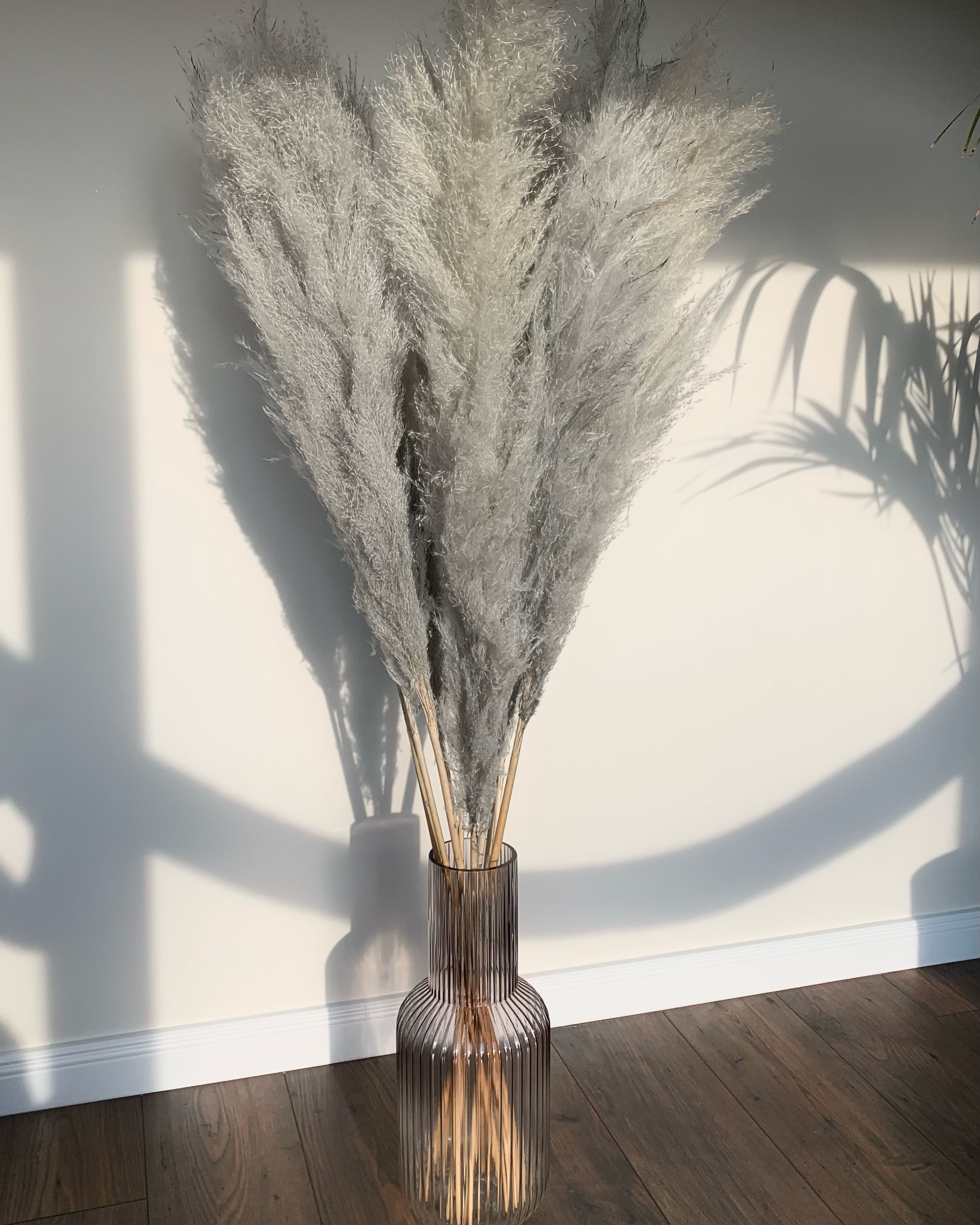 Pilka Kortaderija 140 cm