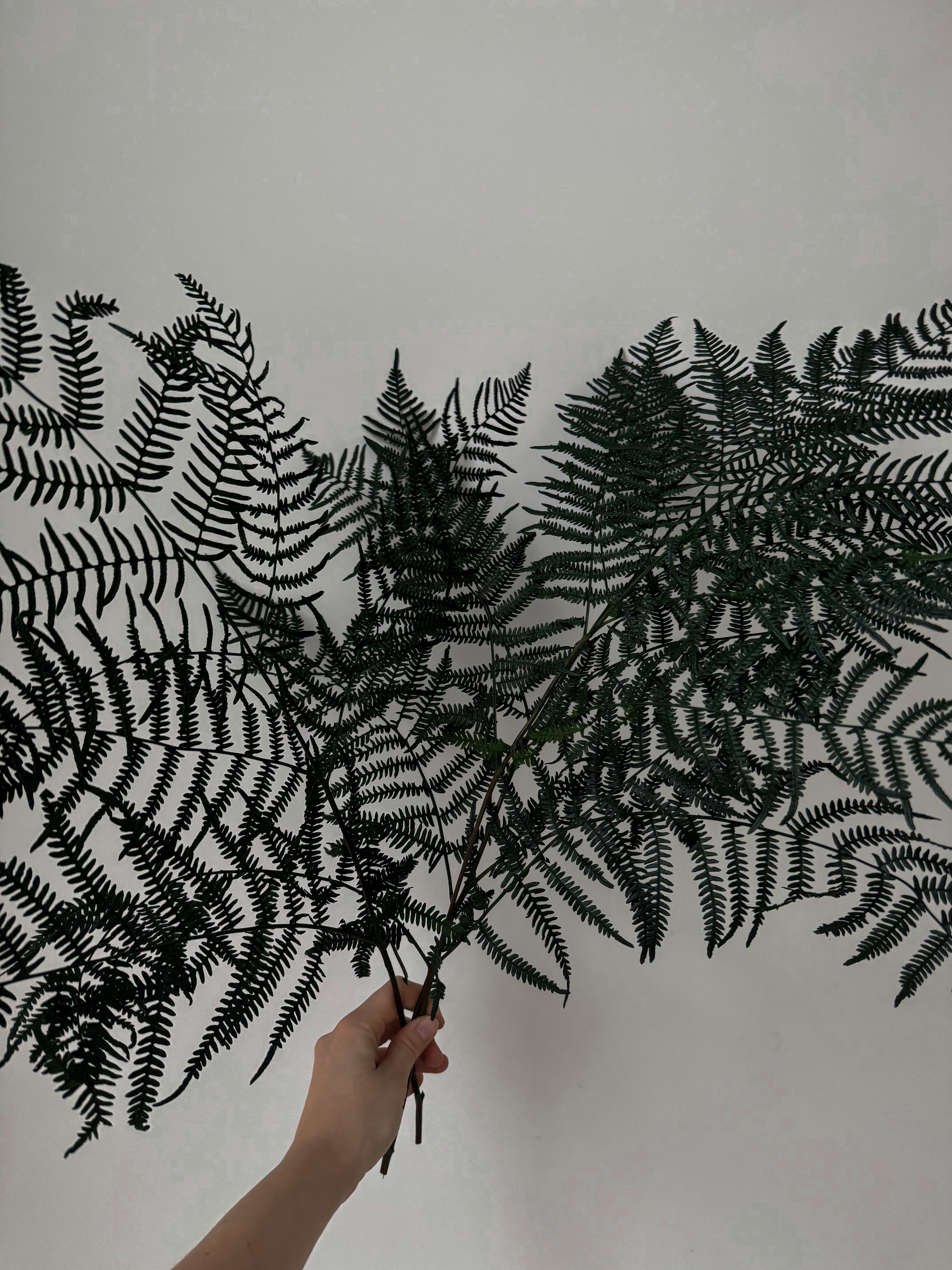 Stabilizuotas Papartis