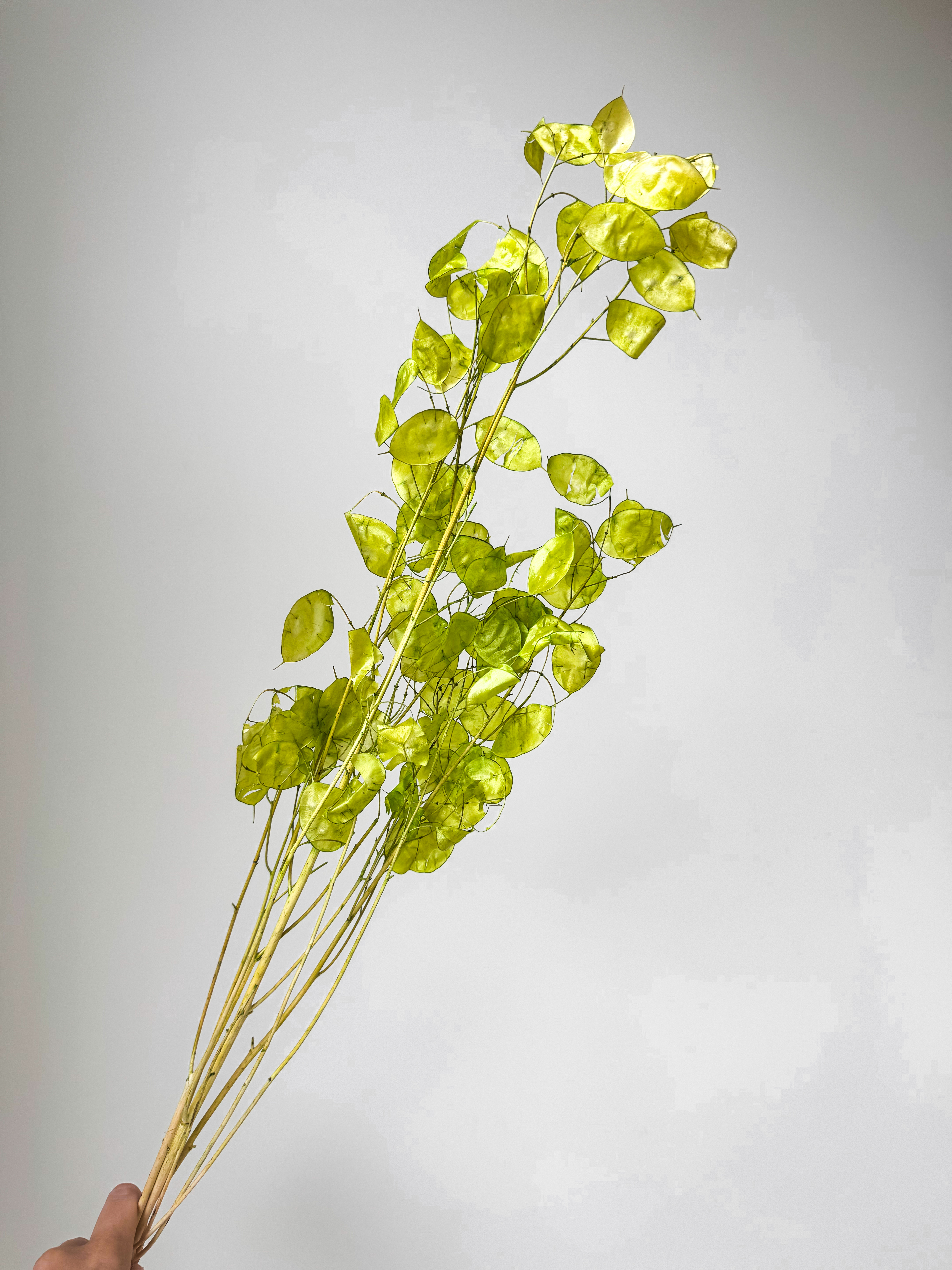 Lunaria Salotinės Spalvos