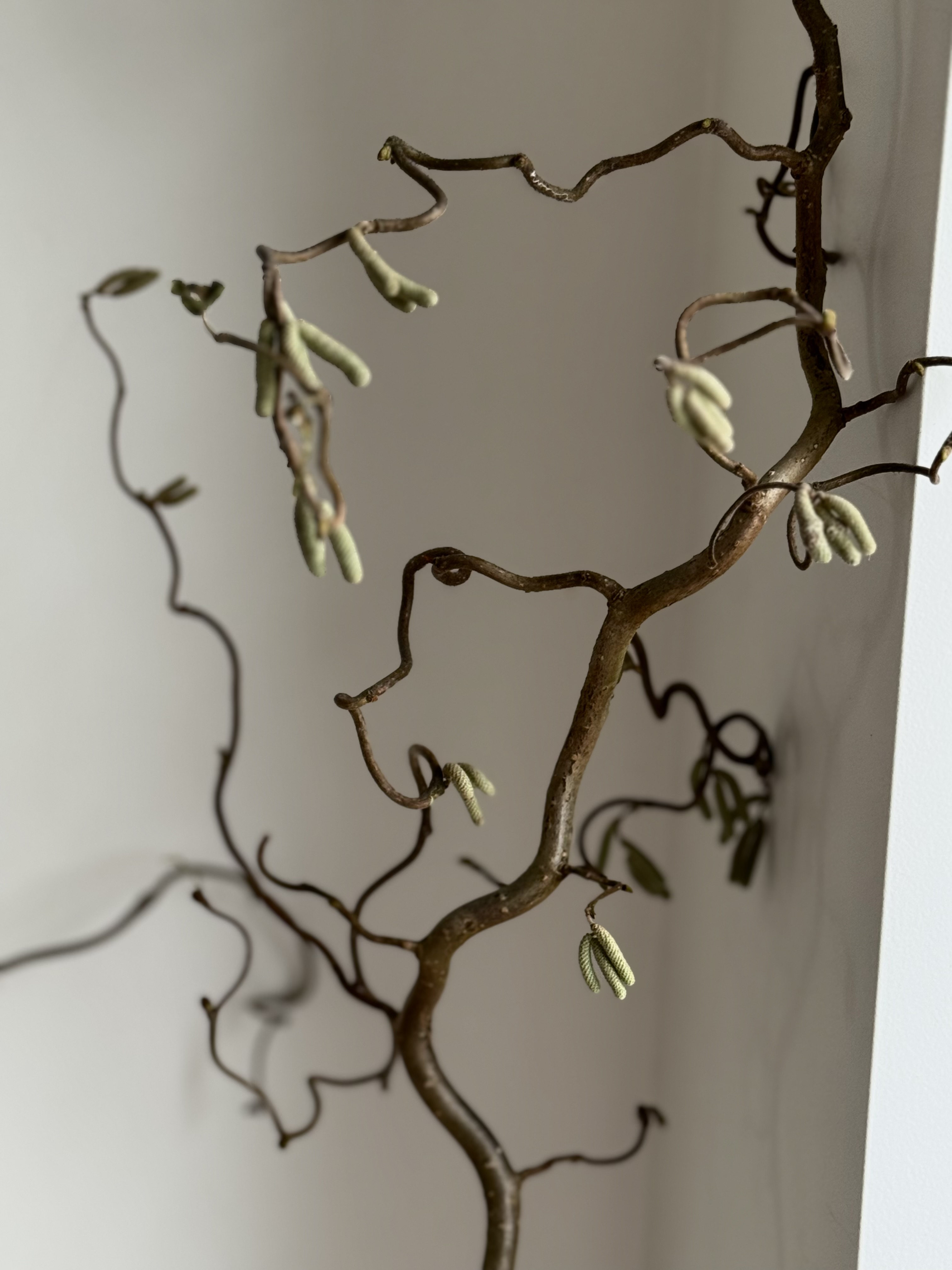 Garbanoto Lazdyno Šakelė Su Žirginėliais 150 cm