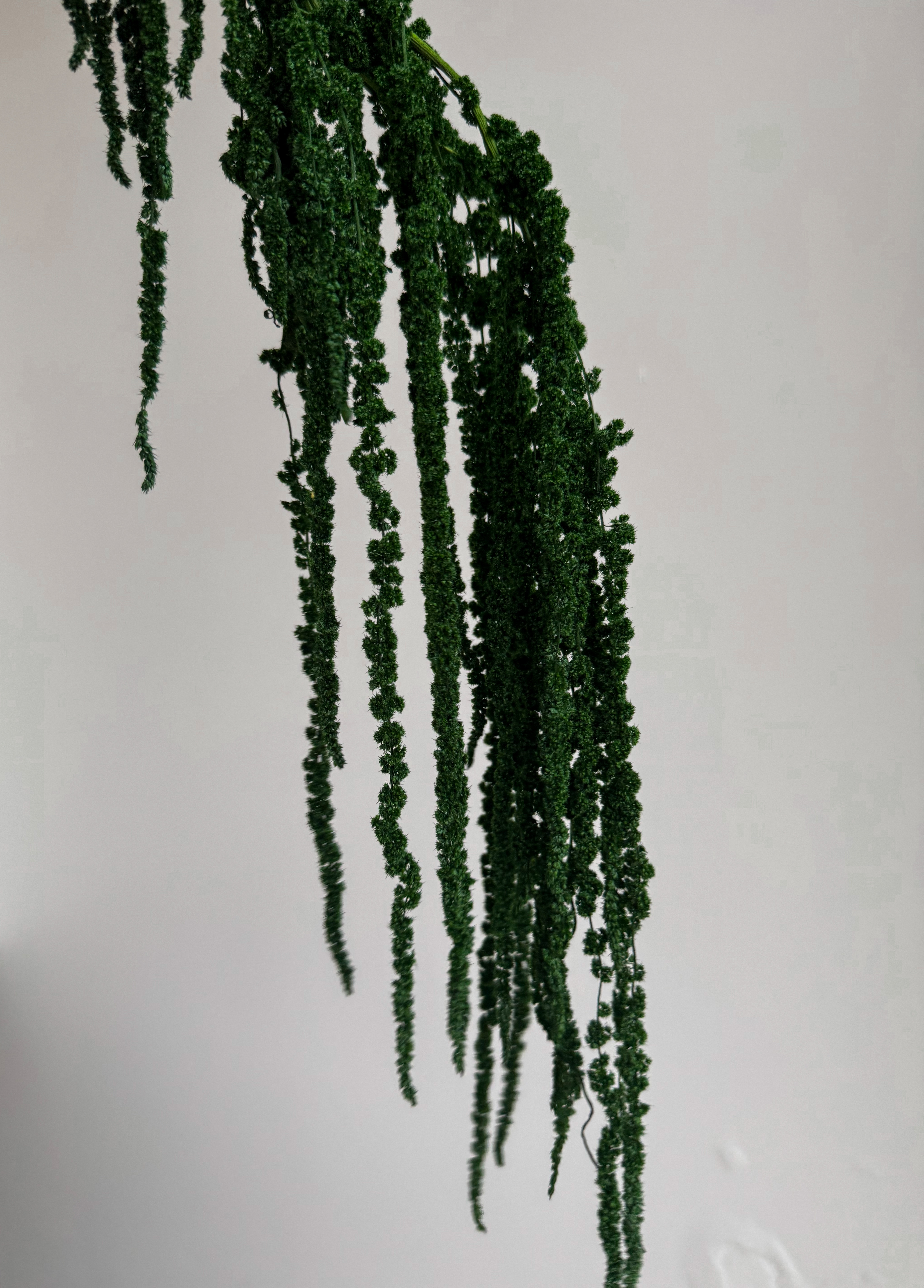 Stabilizuotas Burnotis Žalios Spalvos