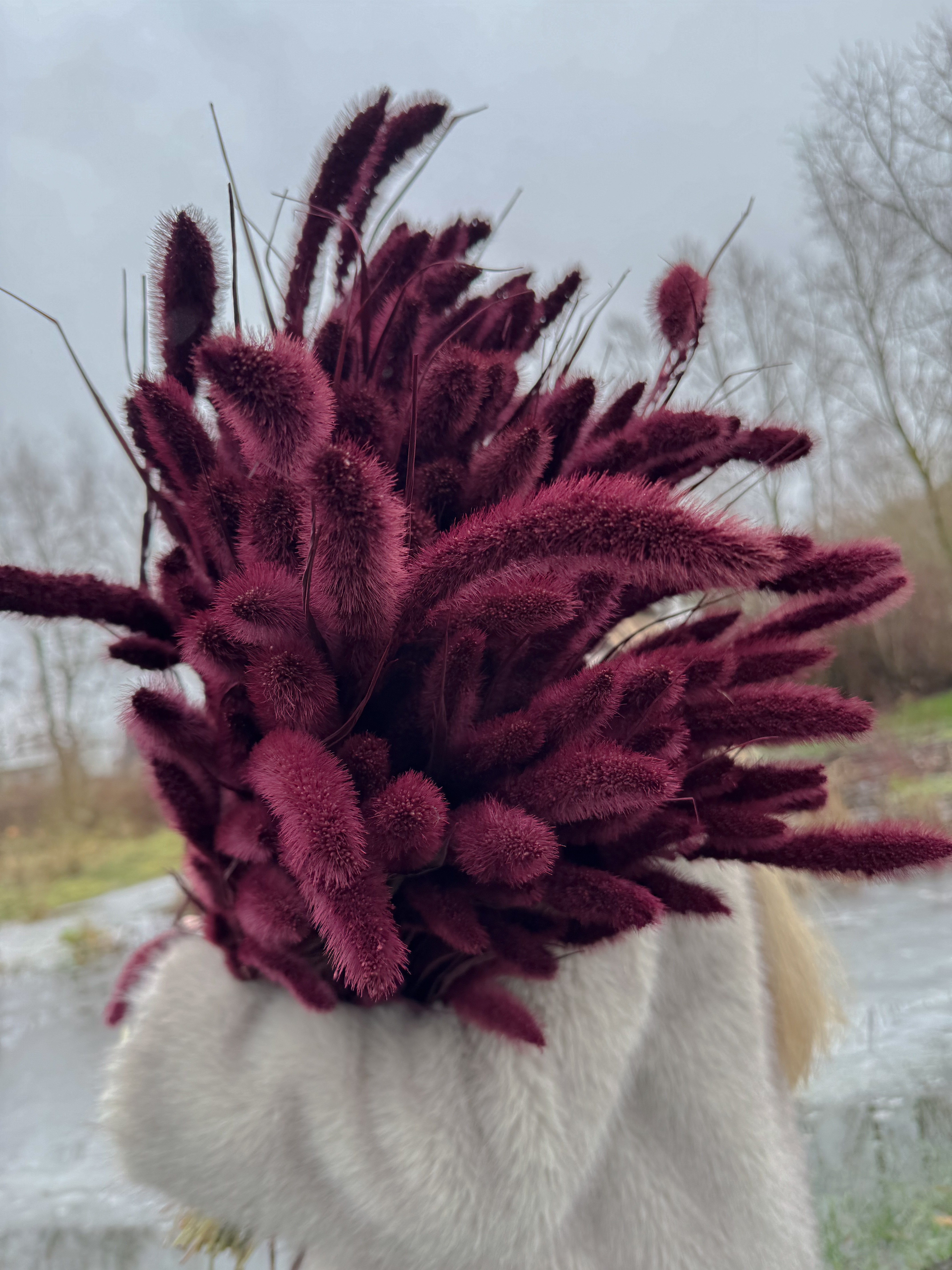 Džiovinta Burgundiška Setaria