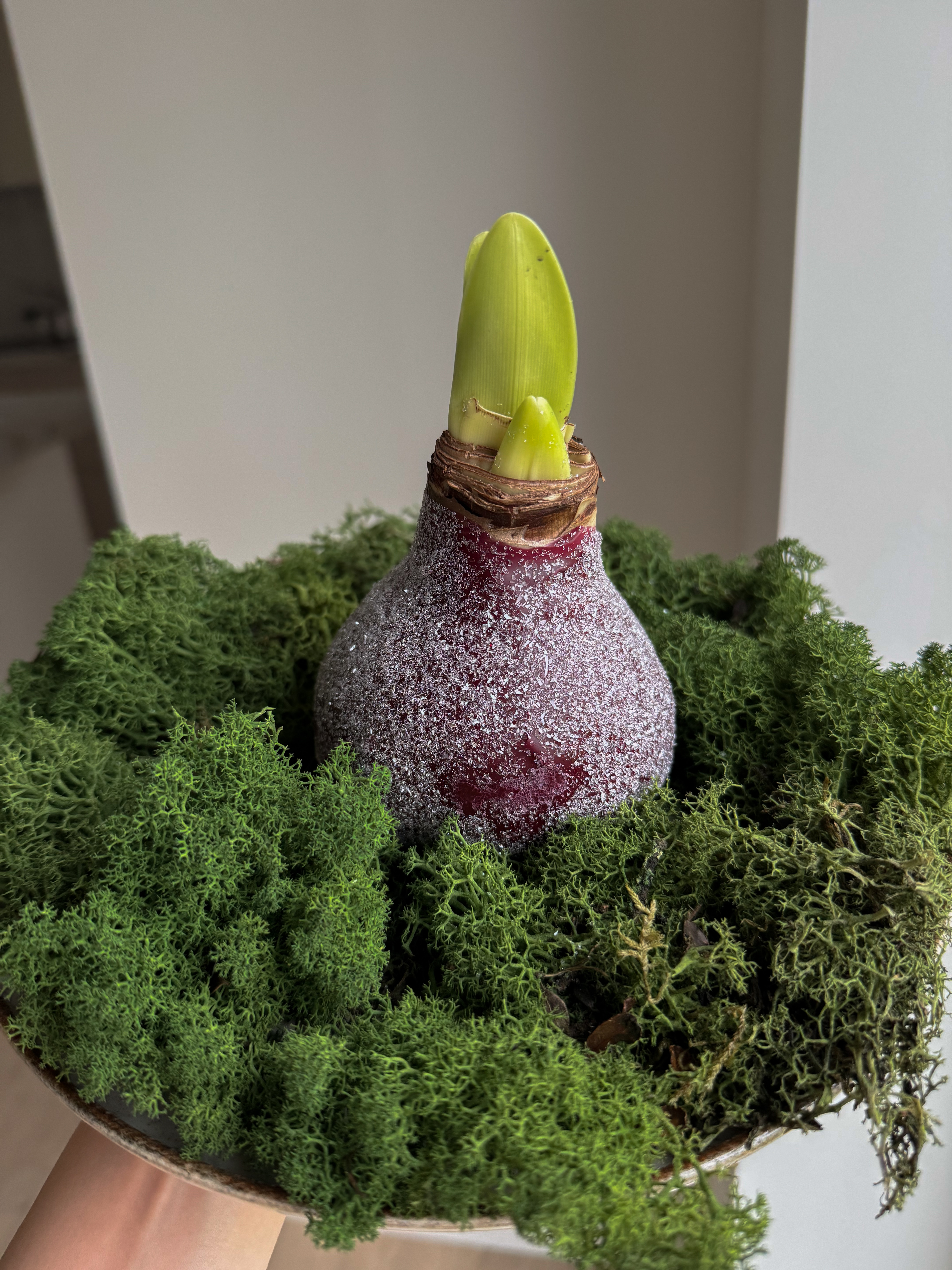 Vaškuotas Blizgus Amarilis