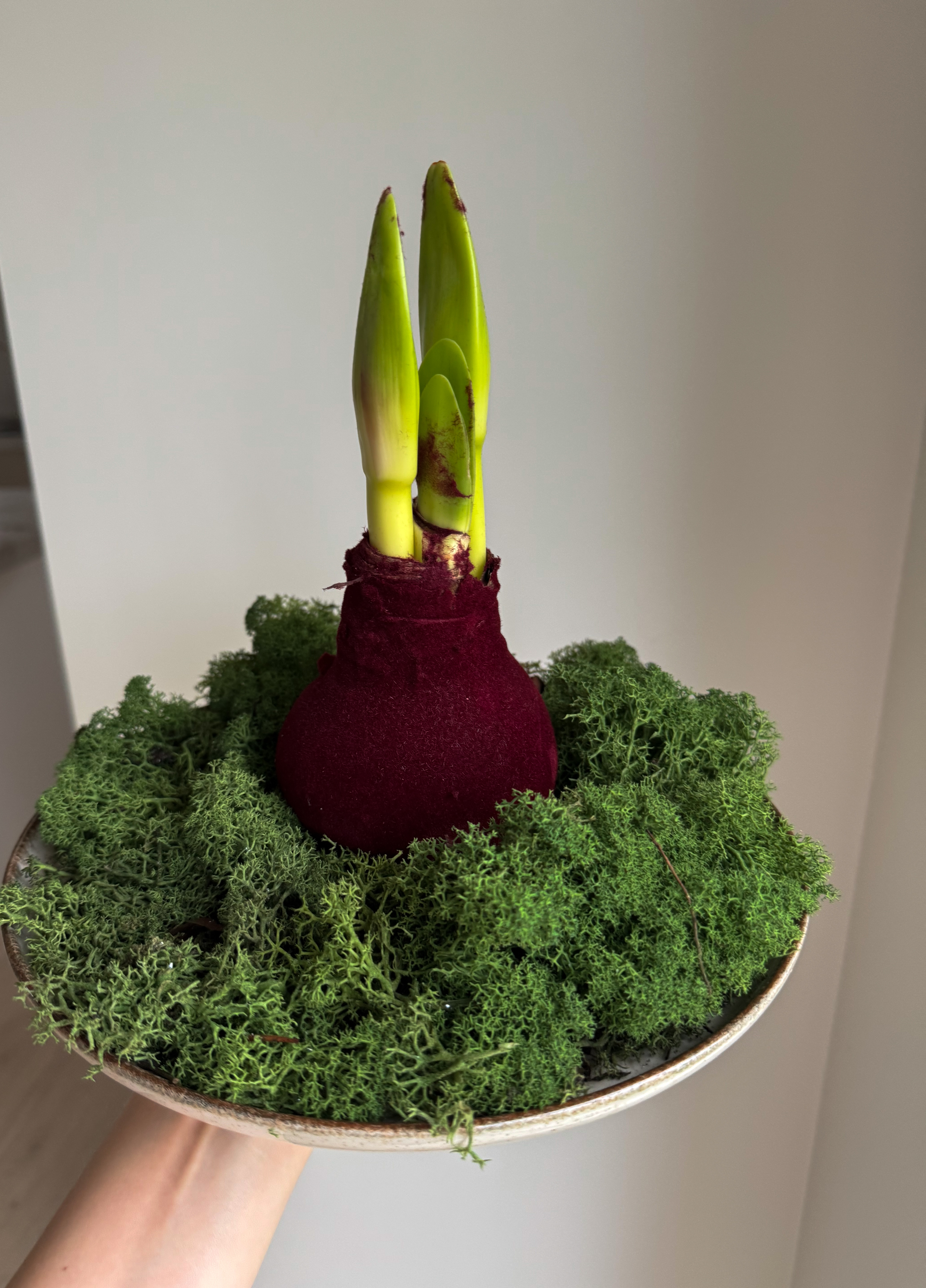 Vaškuotas Veliūrinis Amarilis