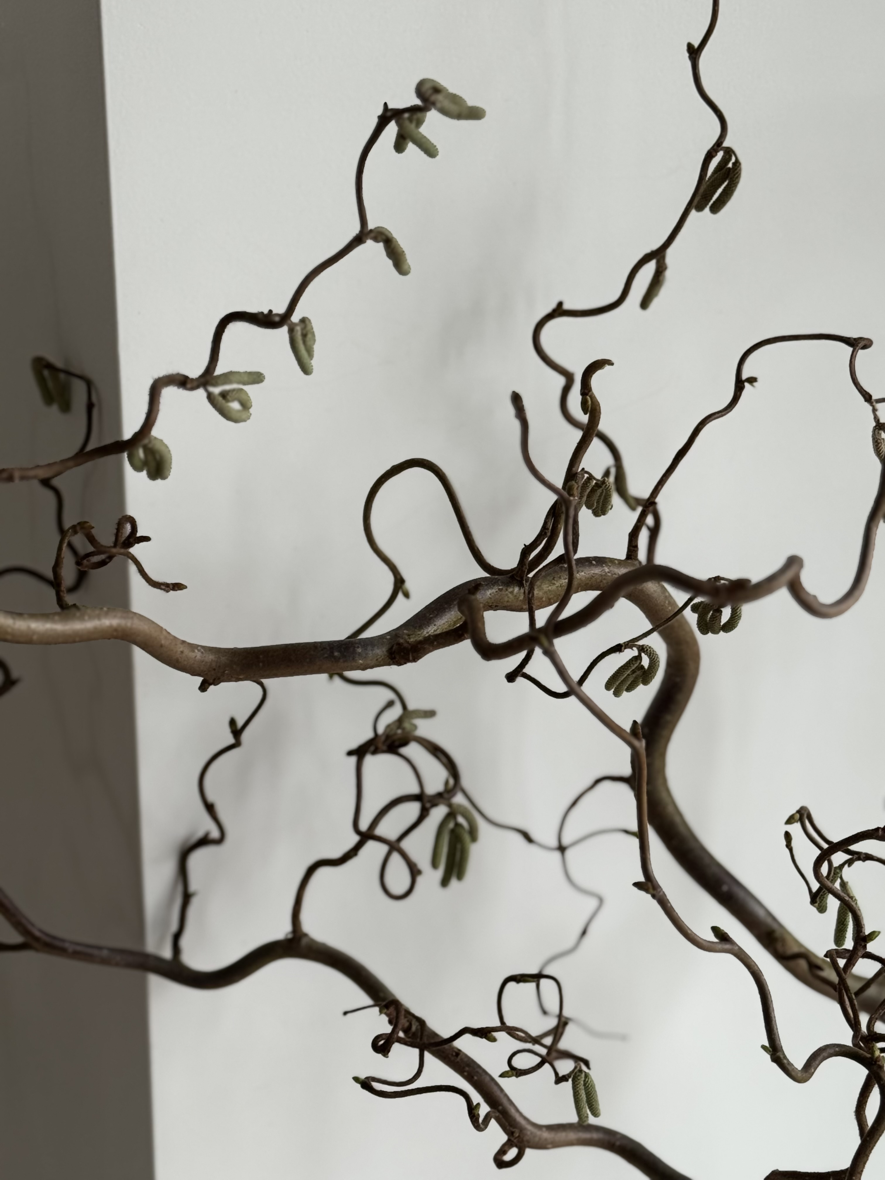 Garbanoto Lazdyno Šakelė Su Žirginėliais 150 cm