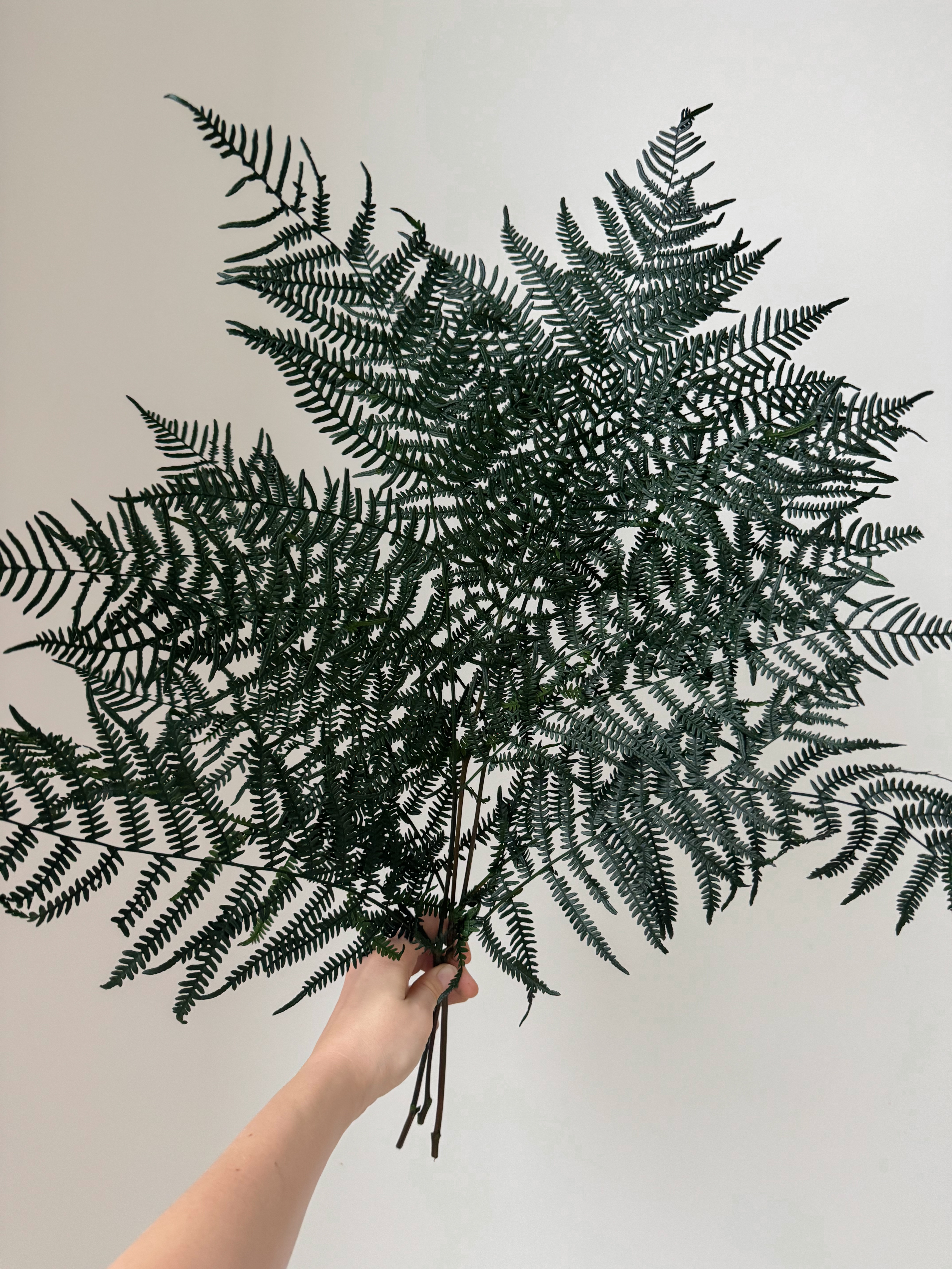 Stabilizuotas Papartis