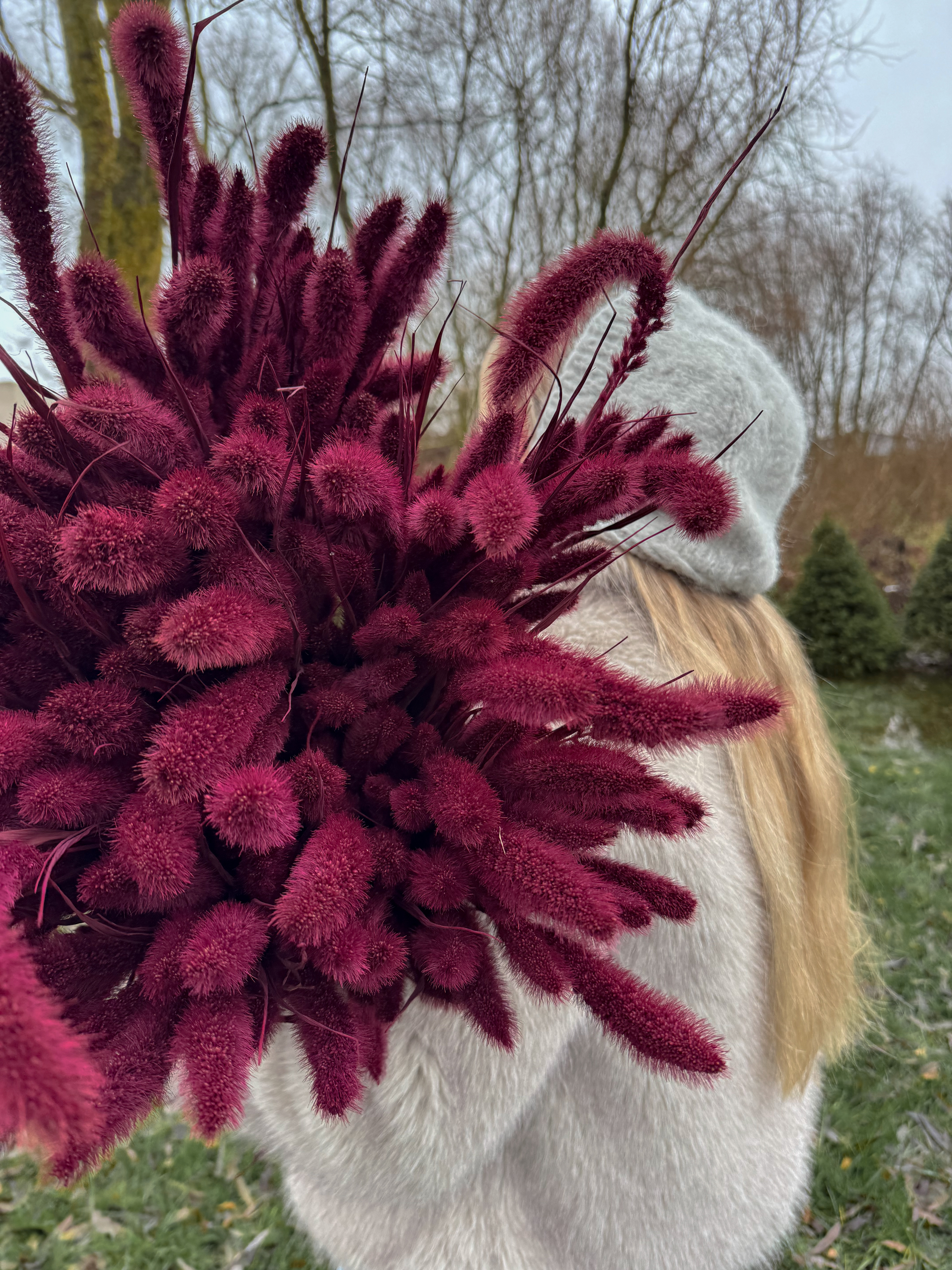 Džiovinta Burgundiška Setaria