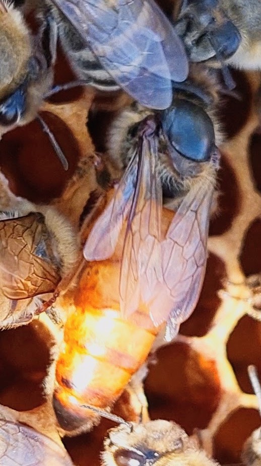 Langstroth Ligustica Ableger