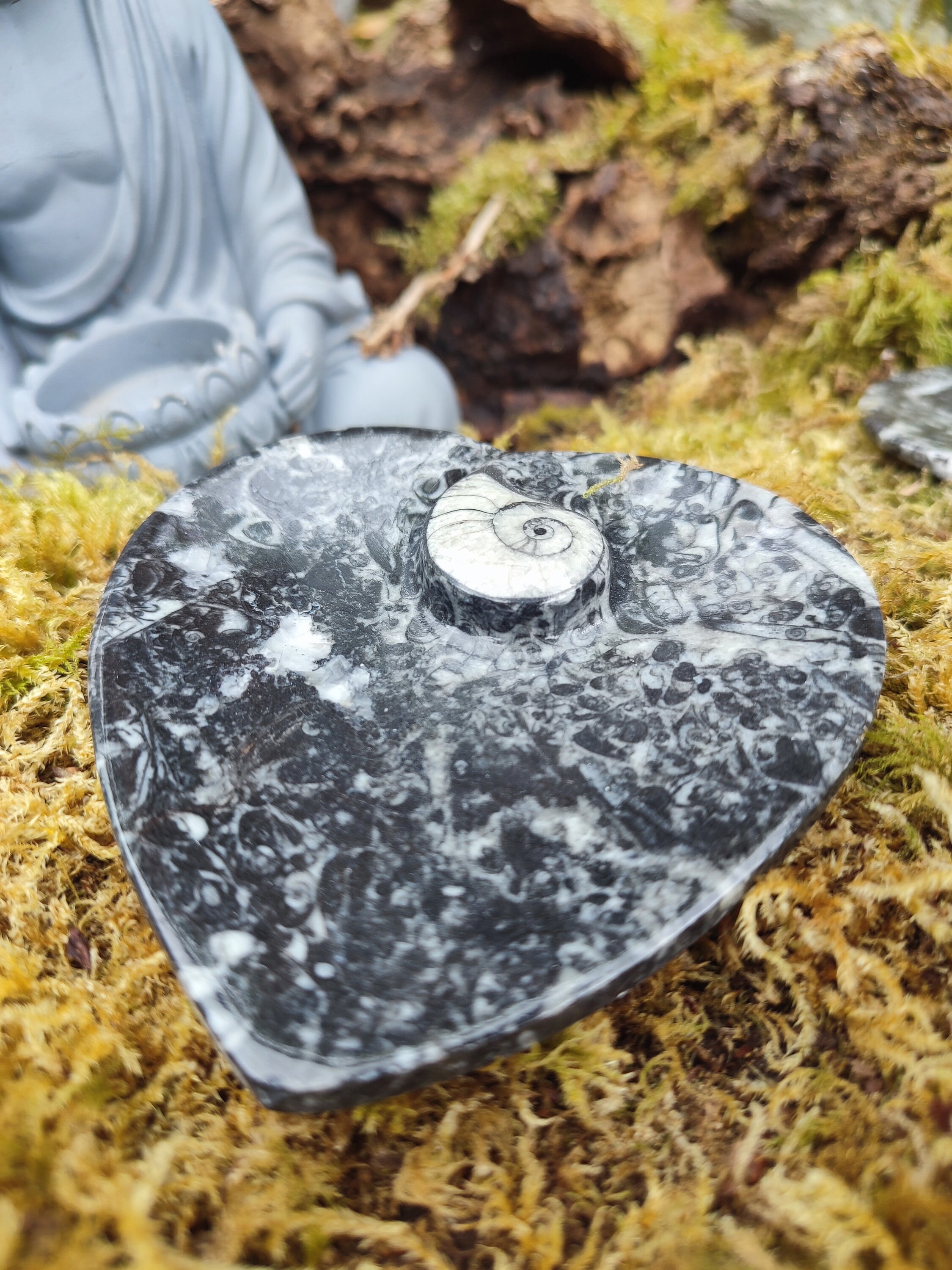 Coupelle Orthocéras forme coeur