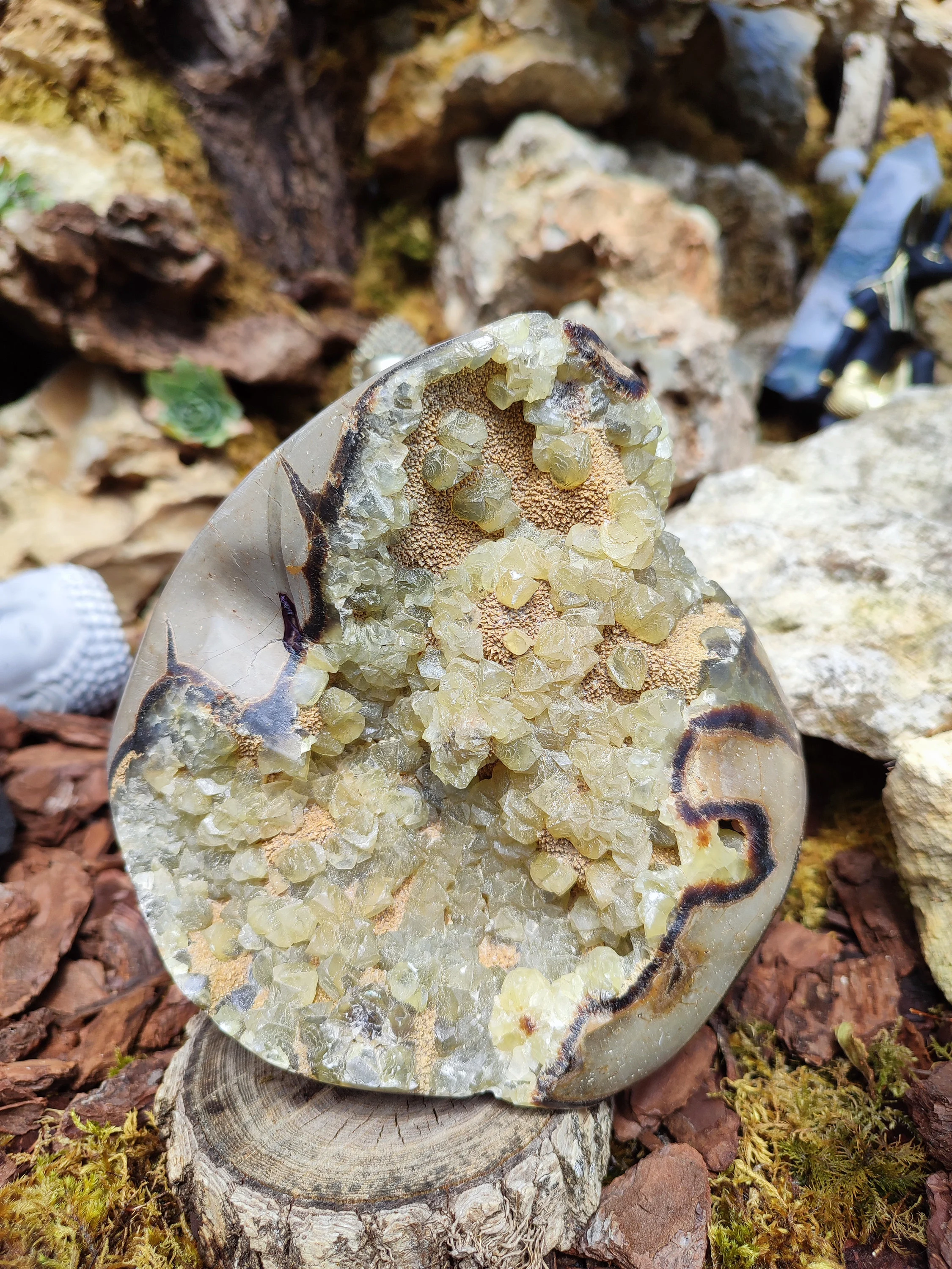 Oeuf en Septaria