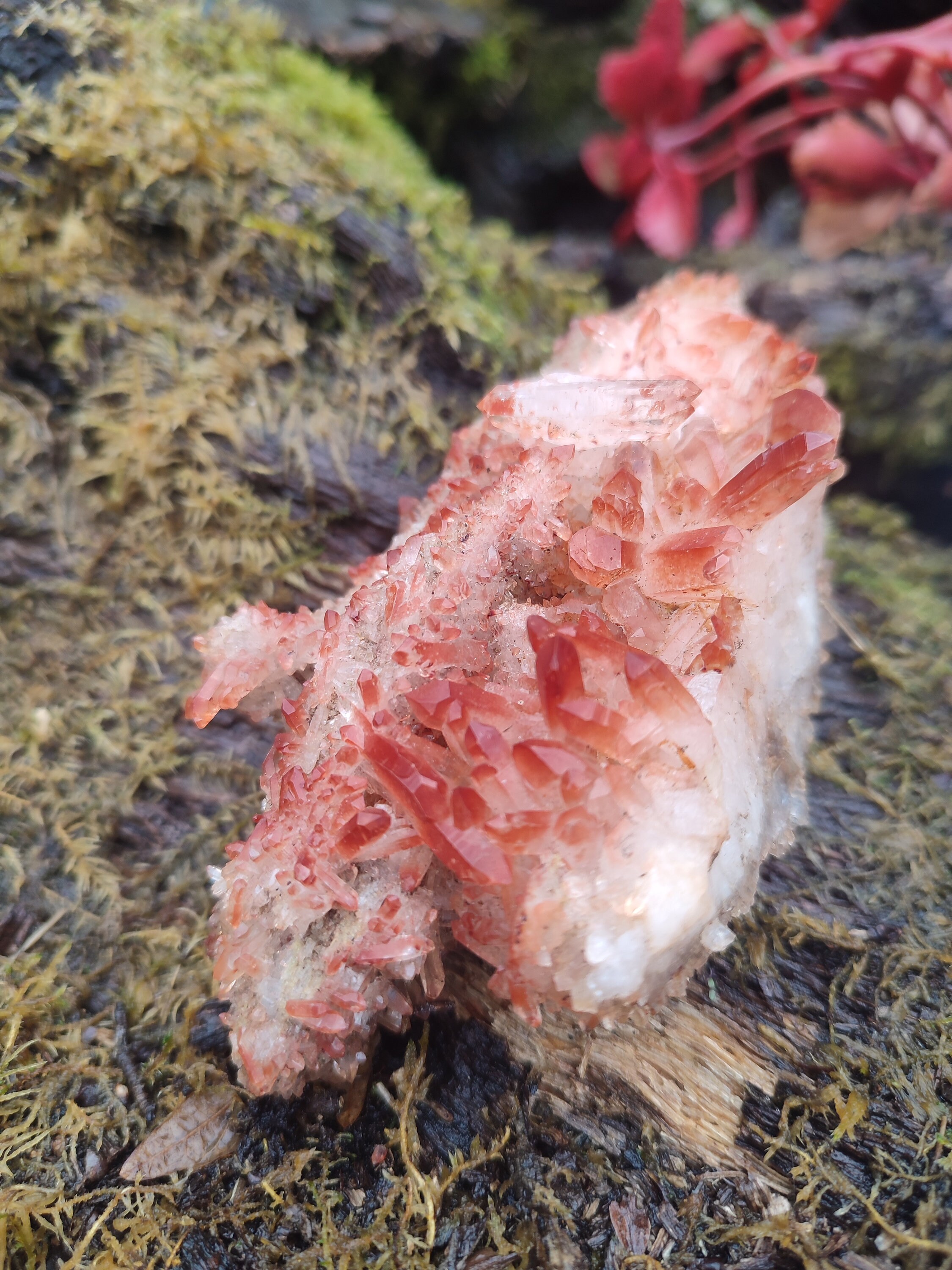 Amas de Quartz HématoÏde