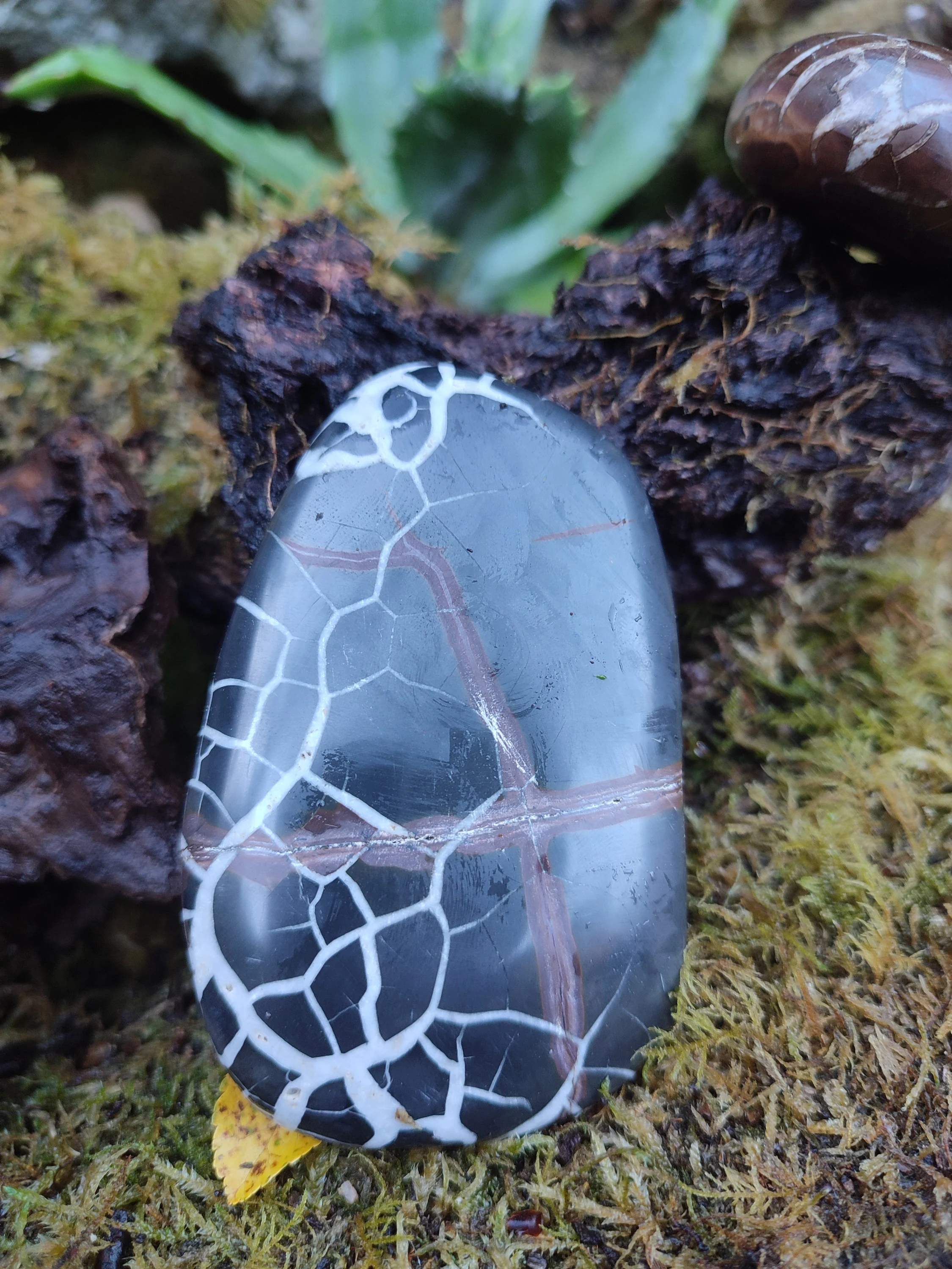 Galet de Septaria sauvage