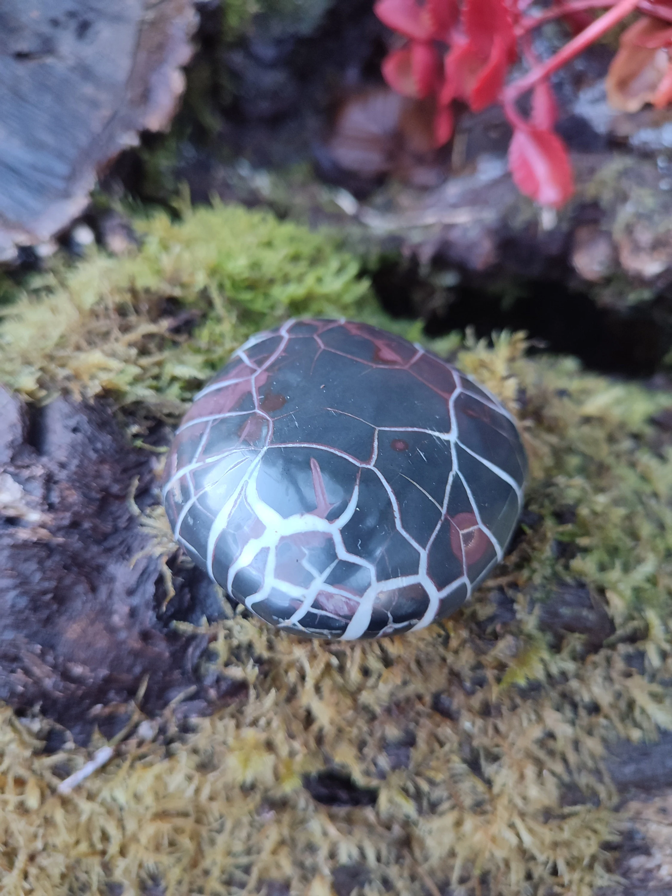 Galet de Septaria sauvage