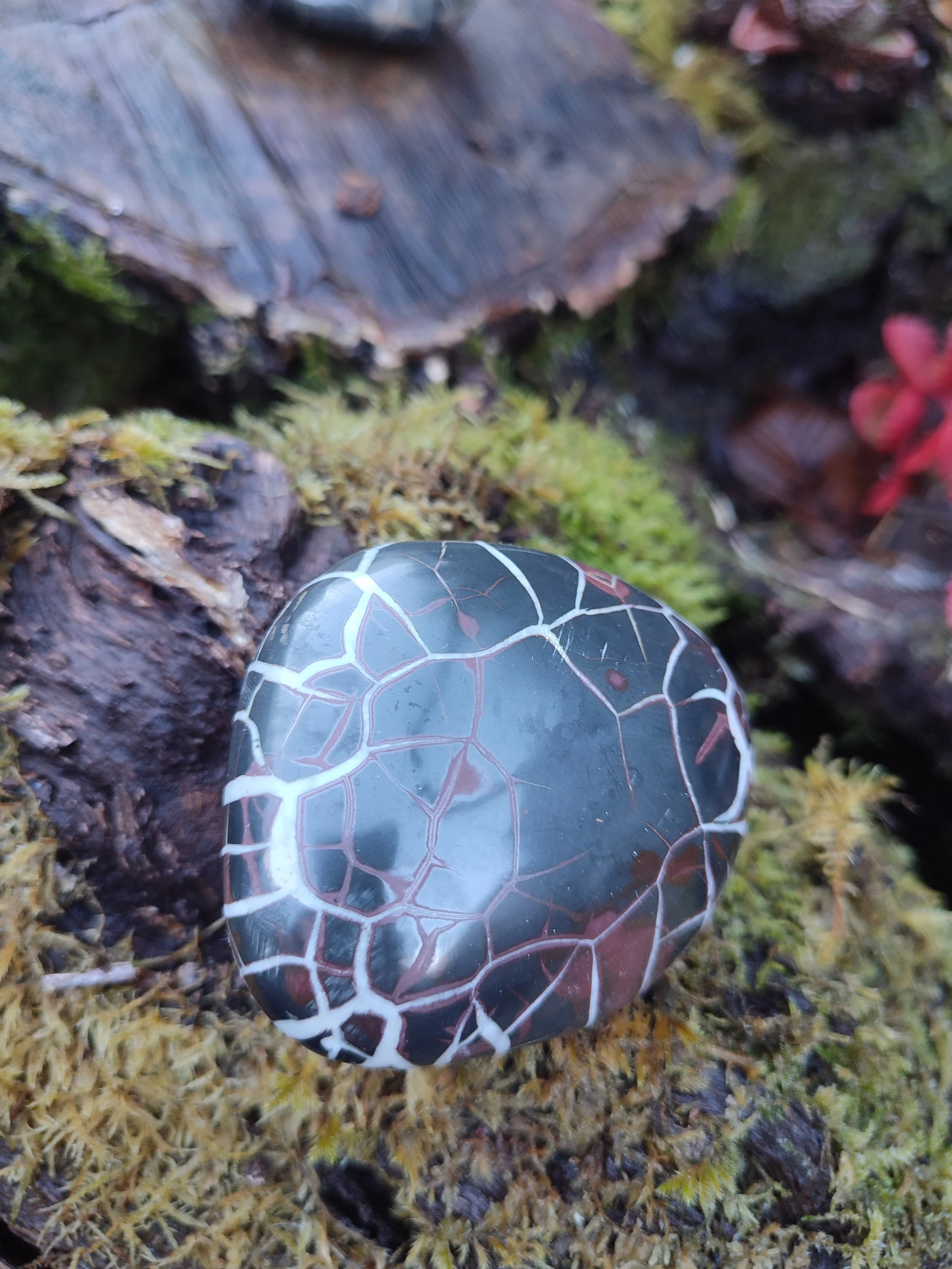 Galet de Septaria sauvage