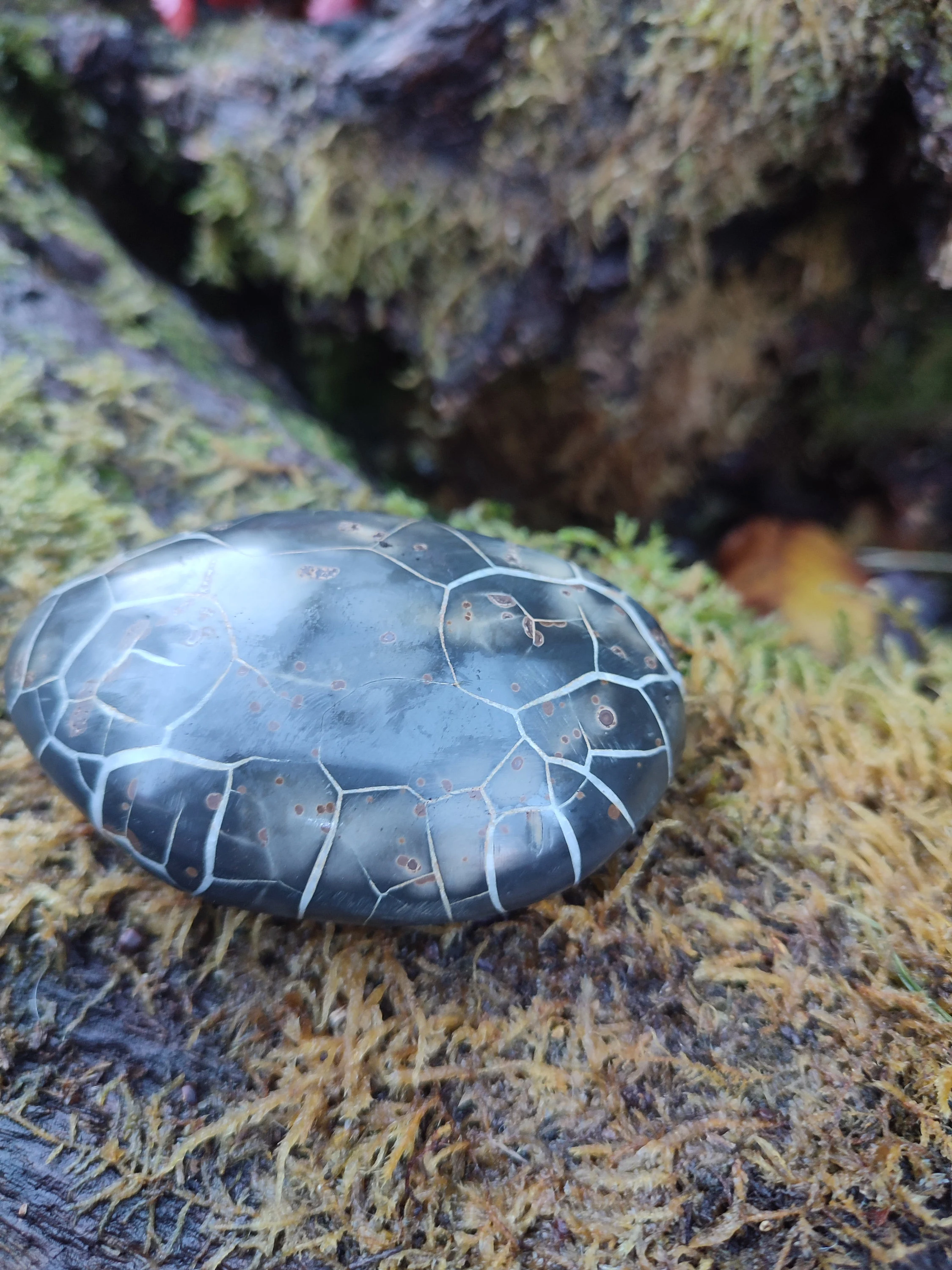 Galet de Septaria sauvage