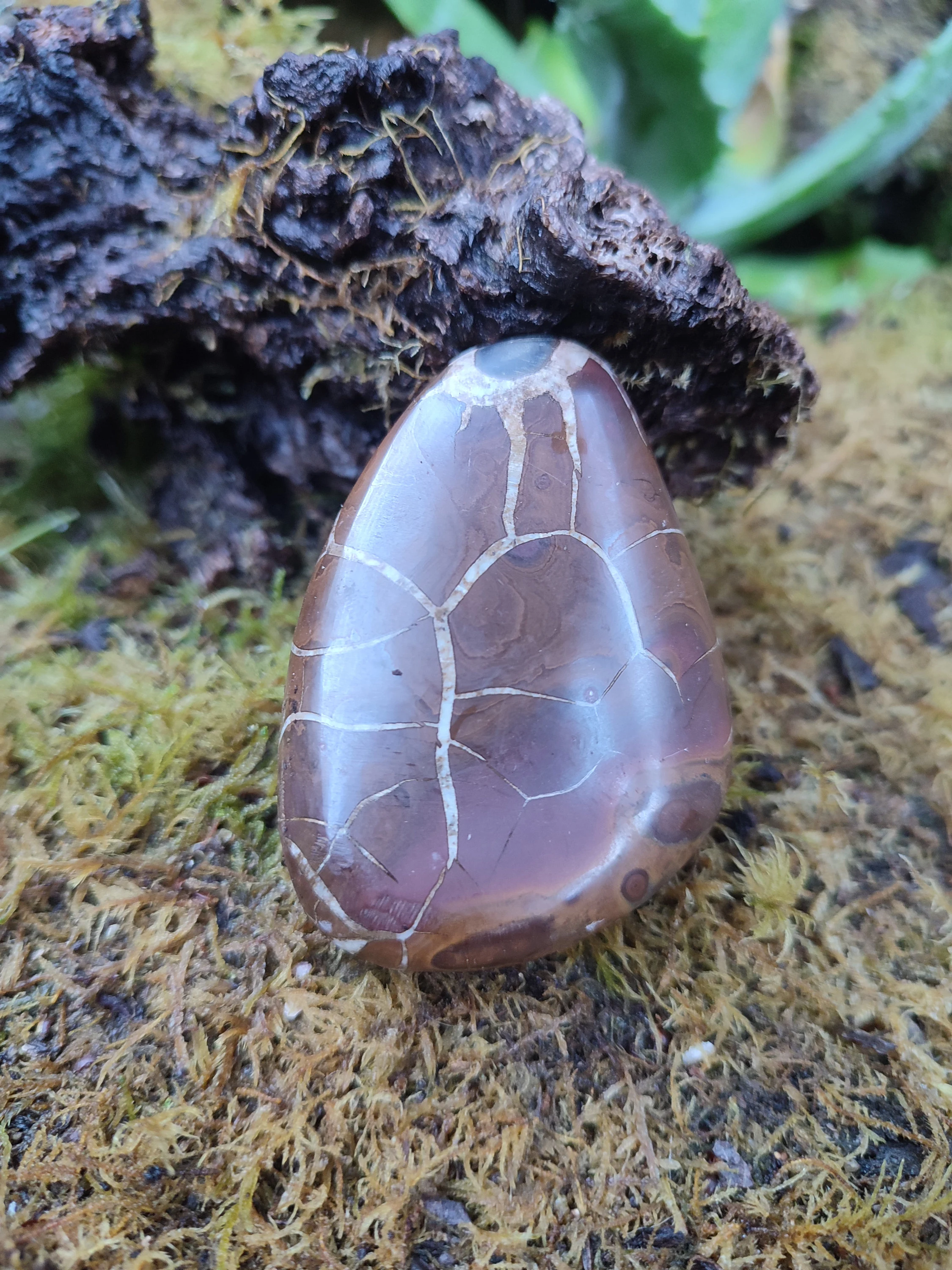 Galet de Septaria sauvage
