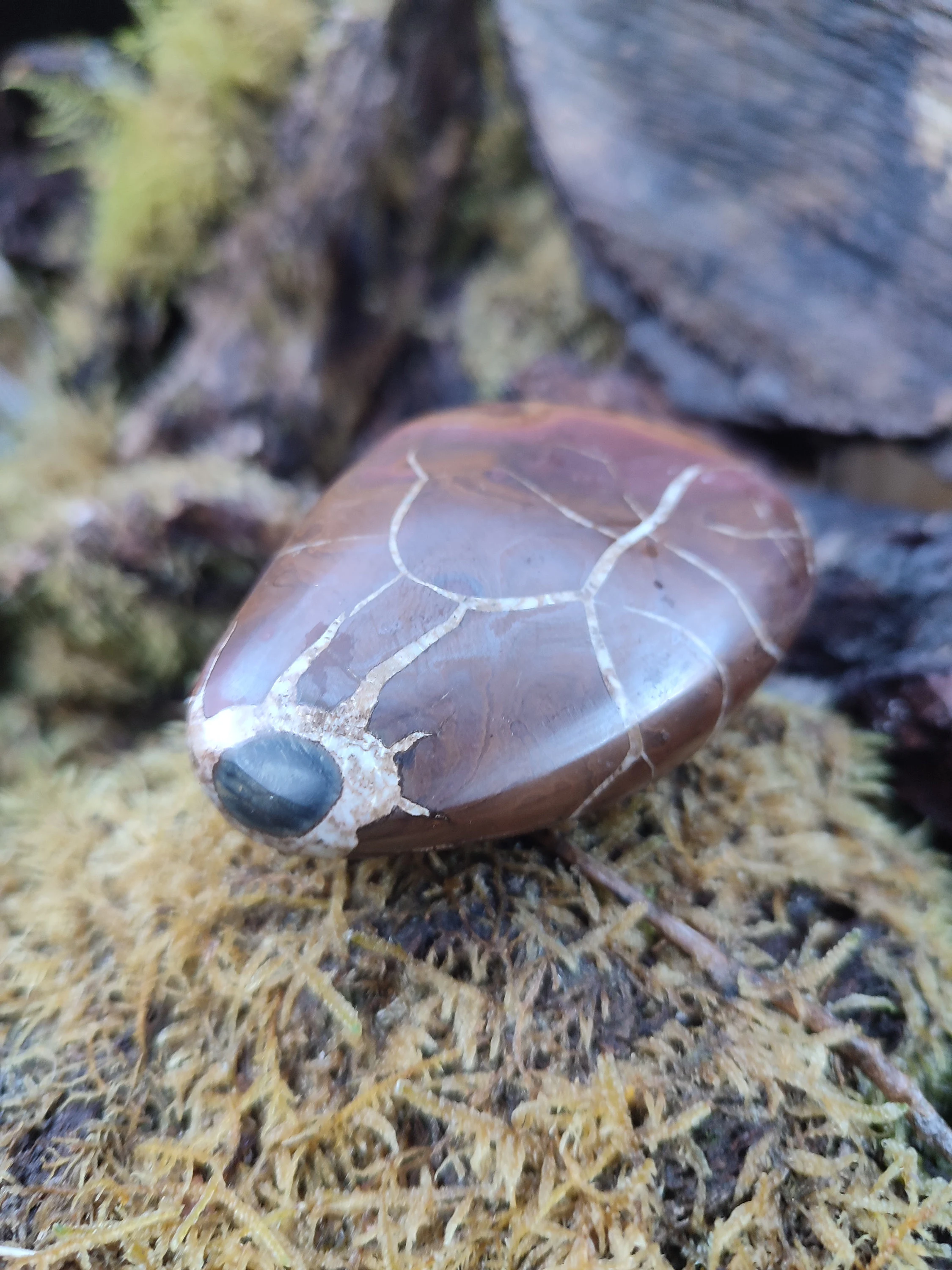 Galet de Septaria sauvage