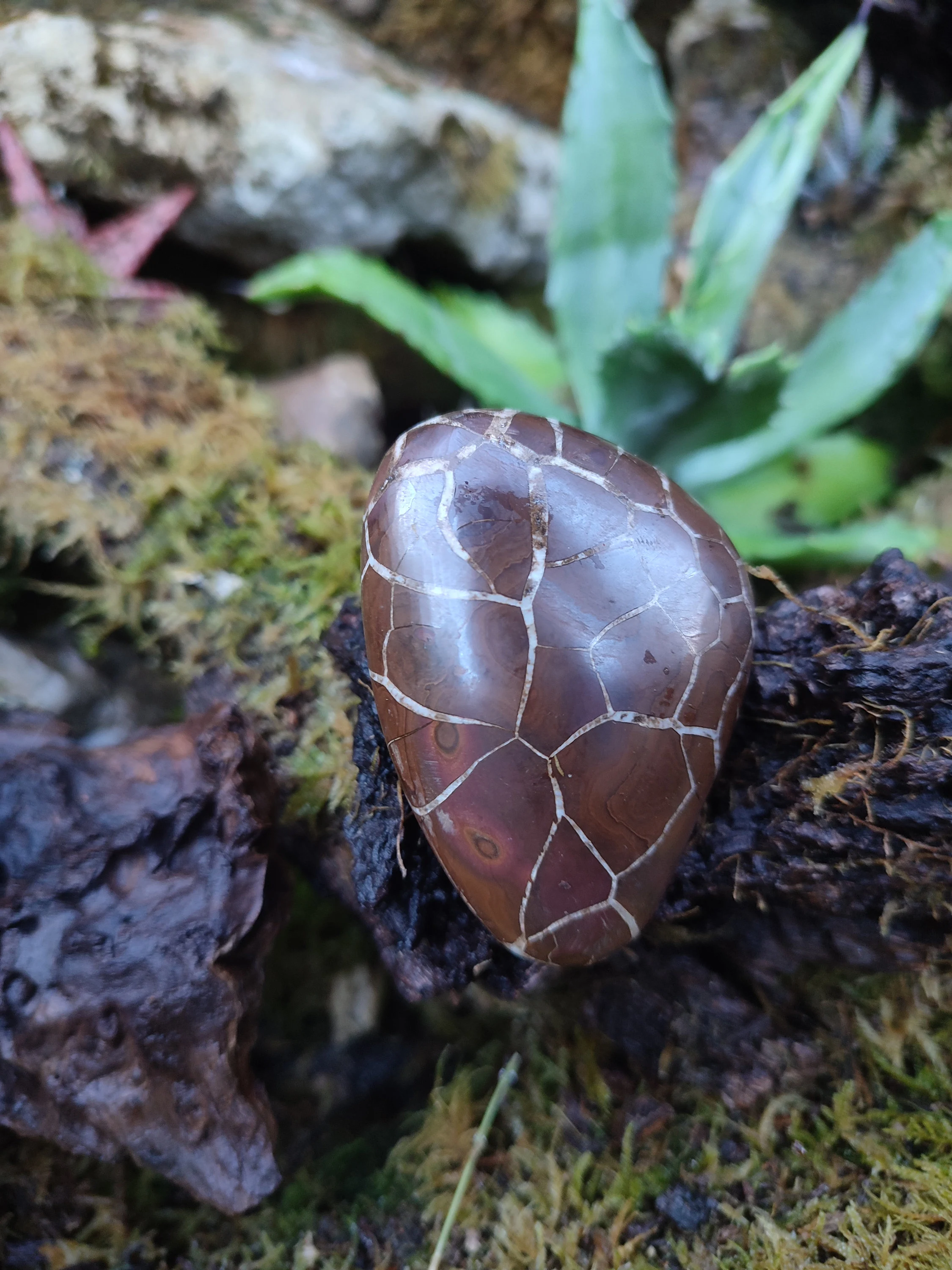 Galet de Septaria sauvage