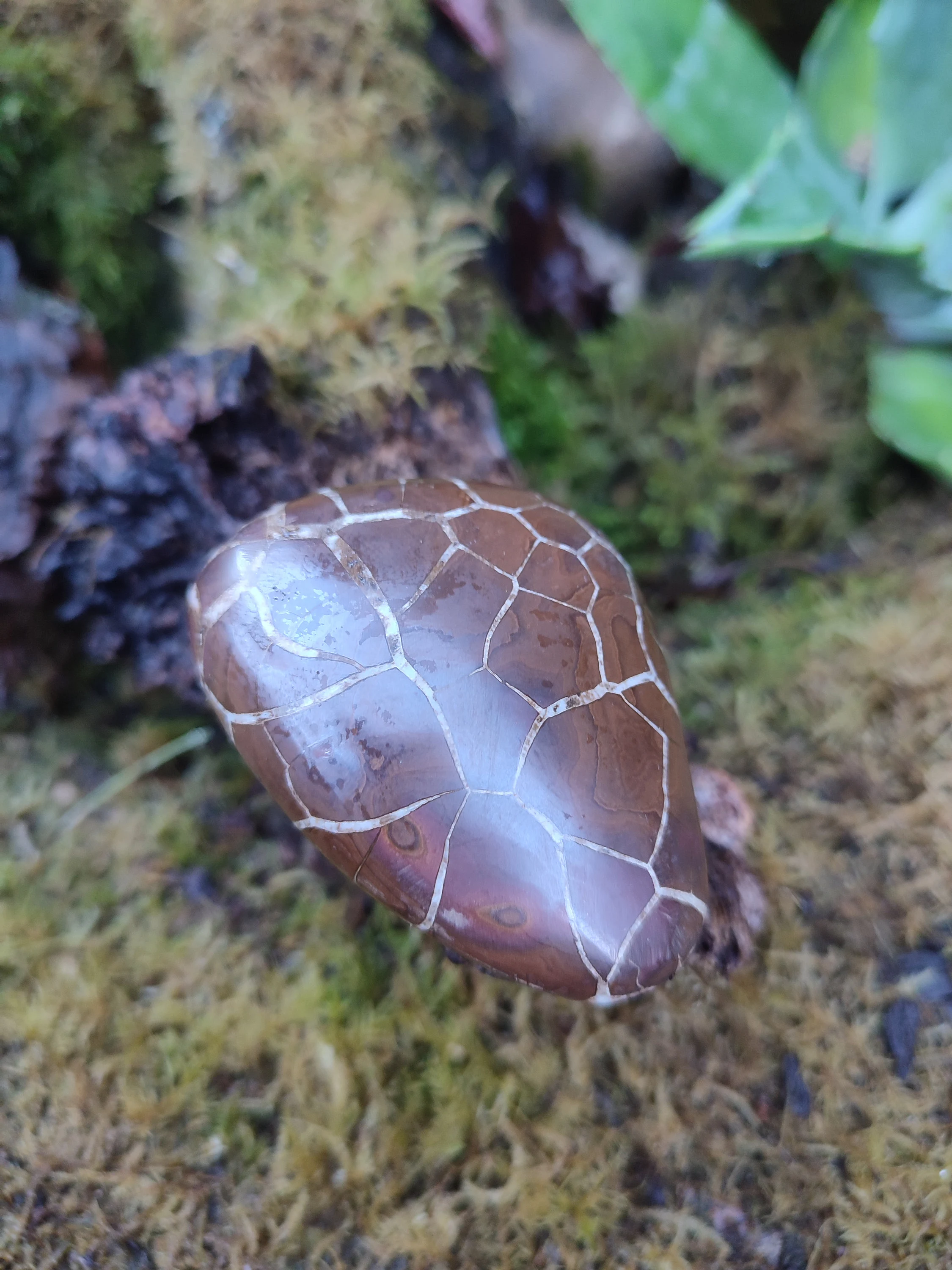 Galet de Septaria sauvage
