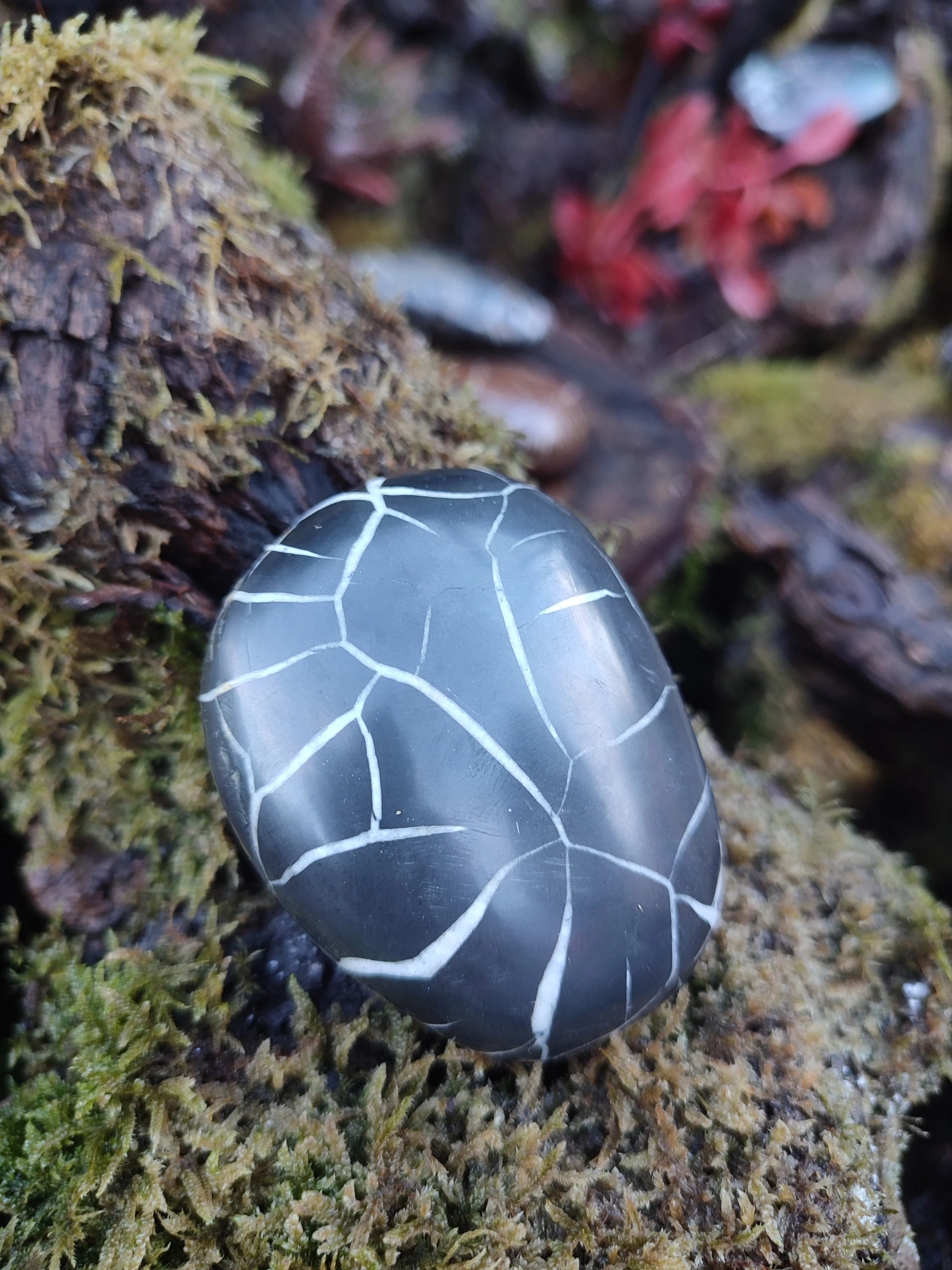 Galet de Septaria sauvage