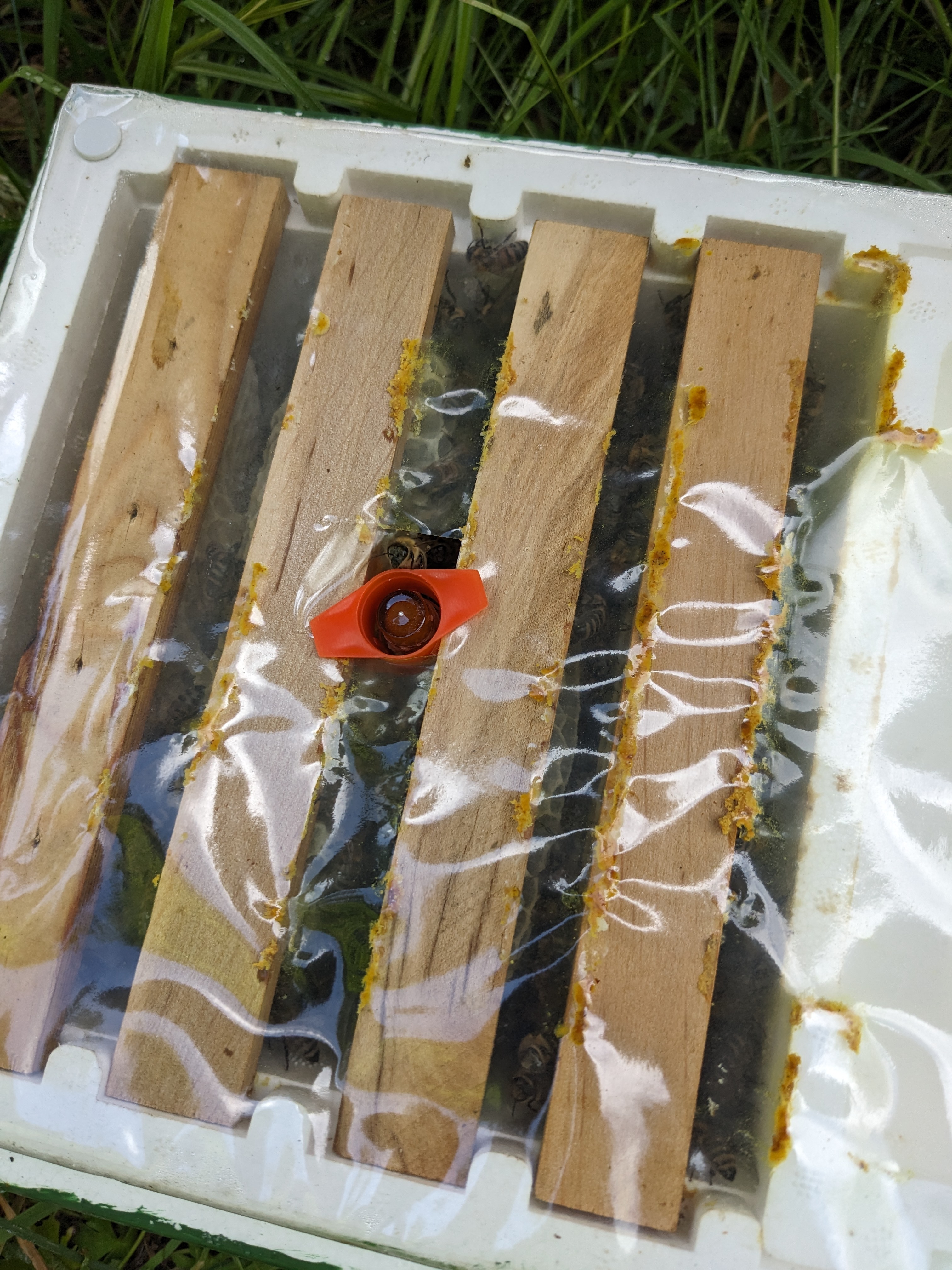 Ausfressschutz für Weiselzellen - USA Style 