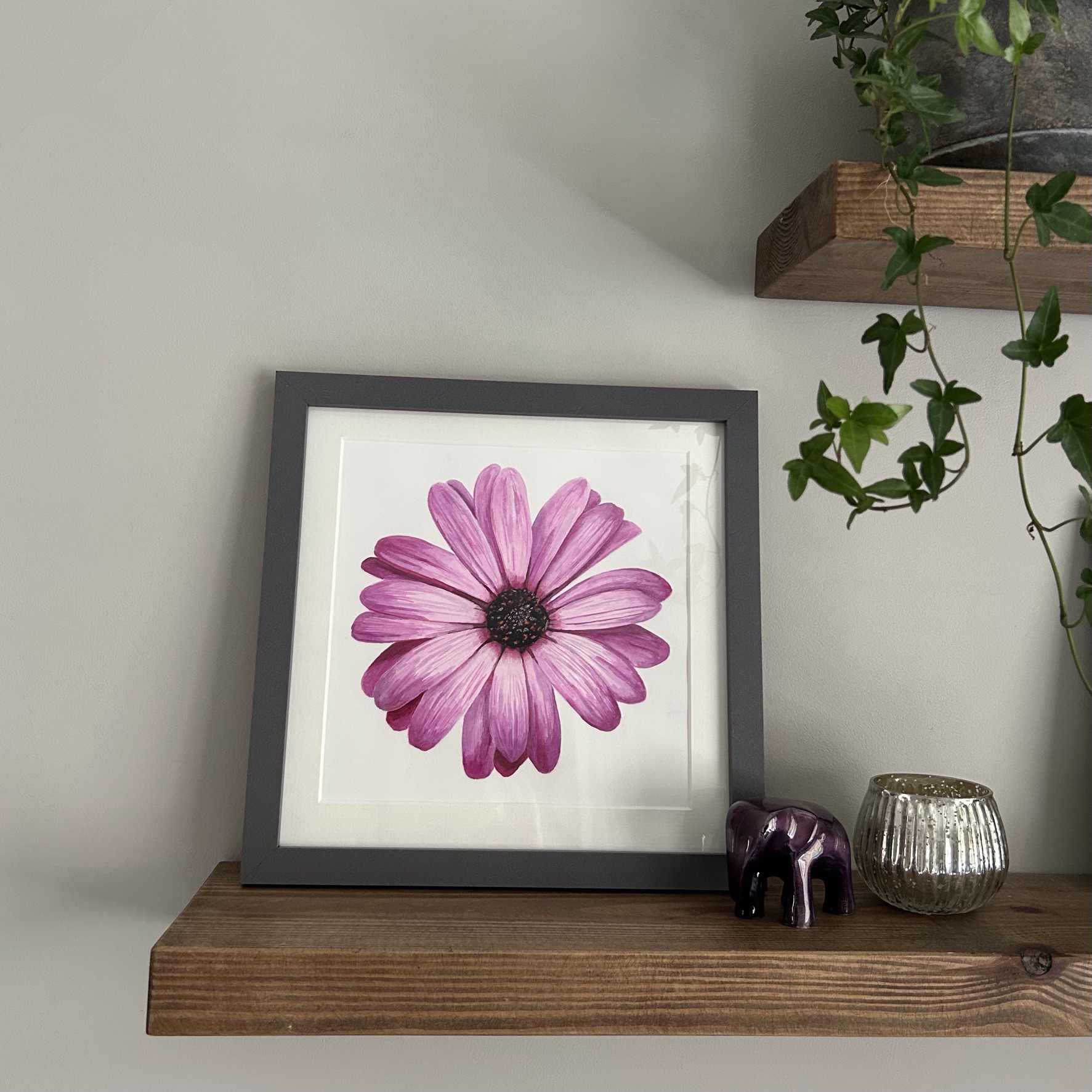 African Daisy (Pink)