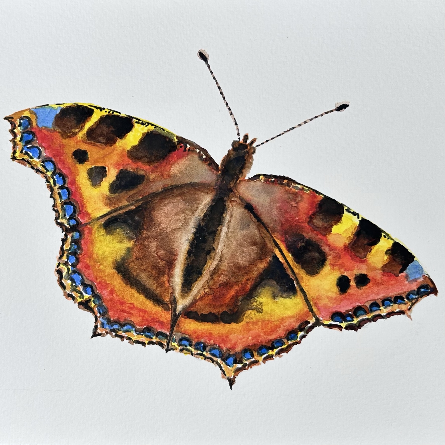 Tortoiseshell Butterfly