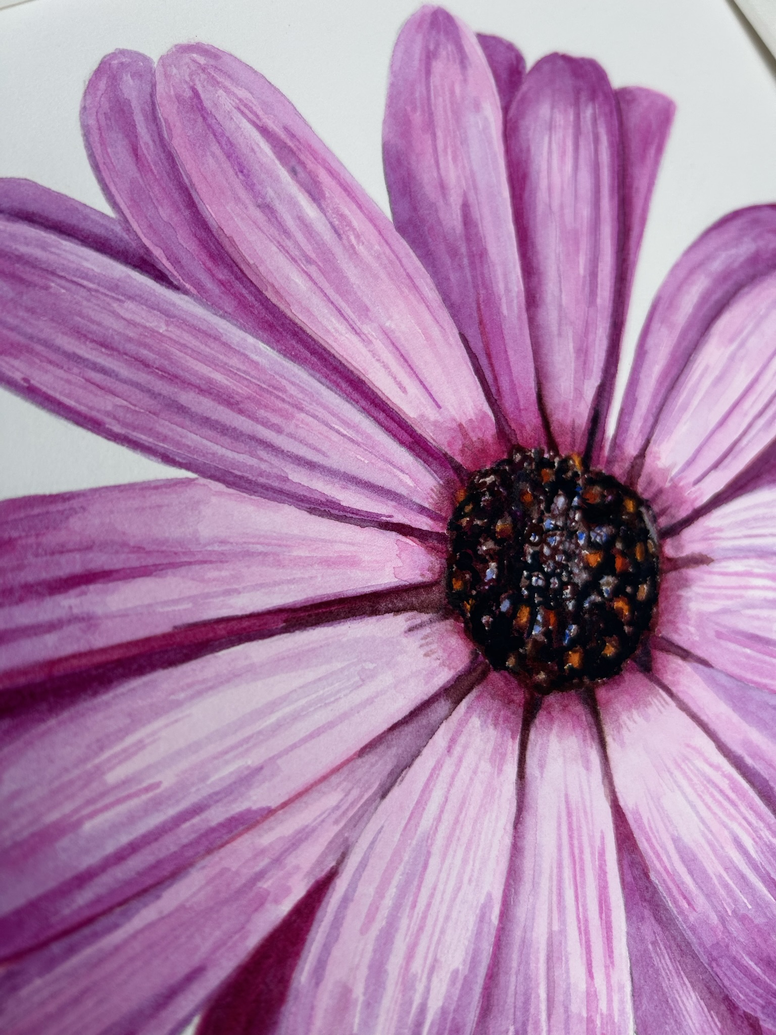 African Daisy (Pink)