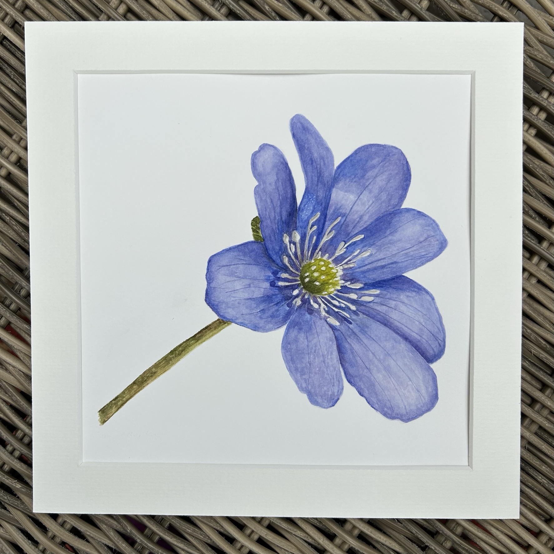 Anemone Hepatica