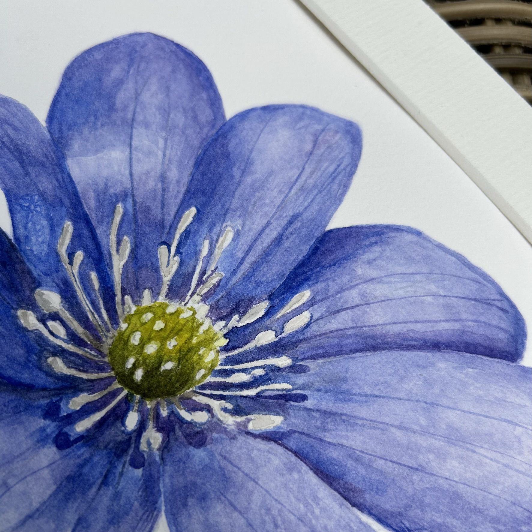 Anemone Hepatica
