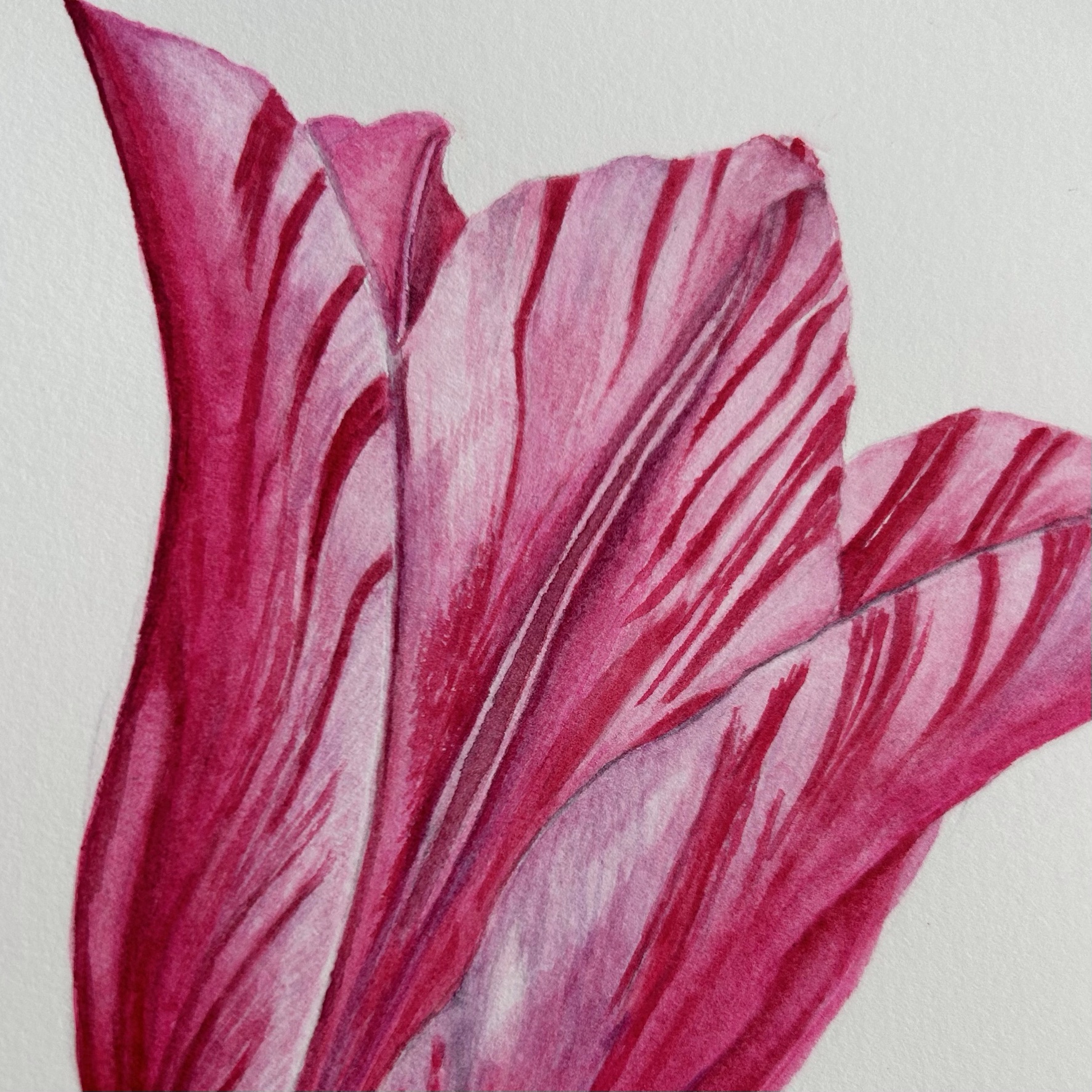 China Pink Tulip