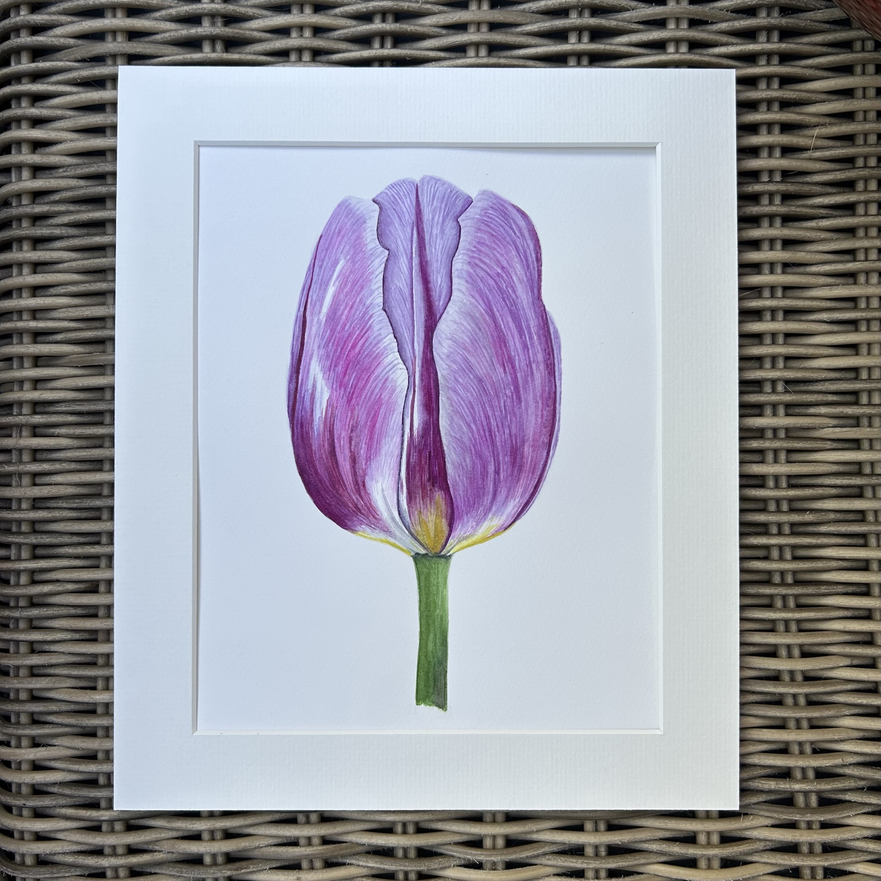 Lilac Tulip