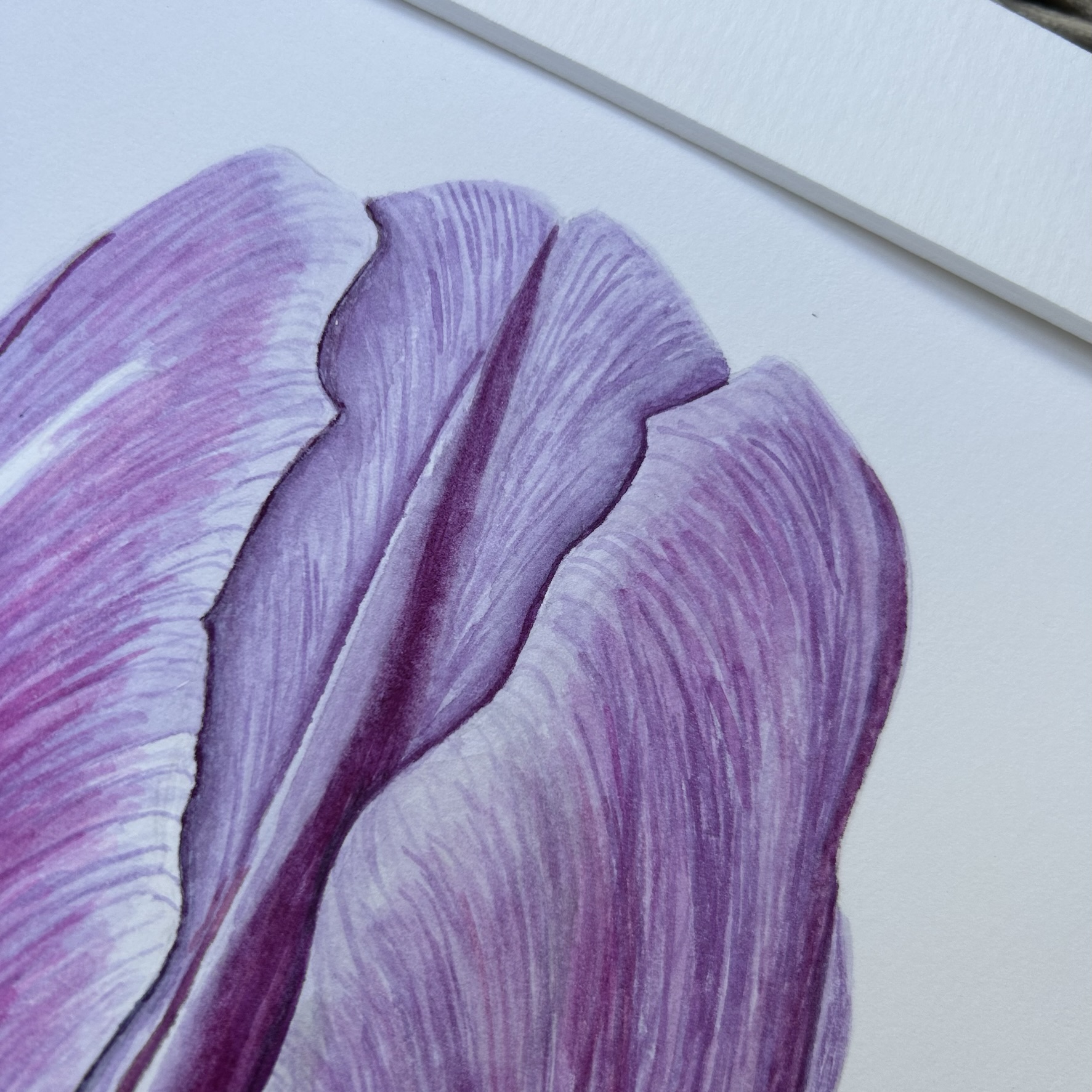 Lilac Tulip