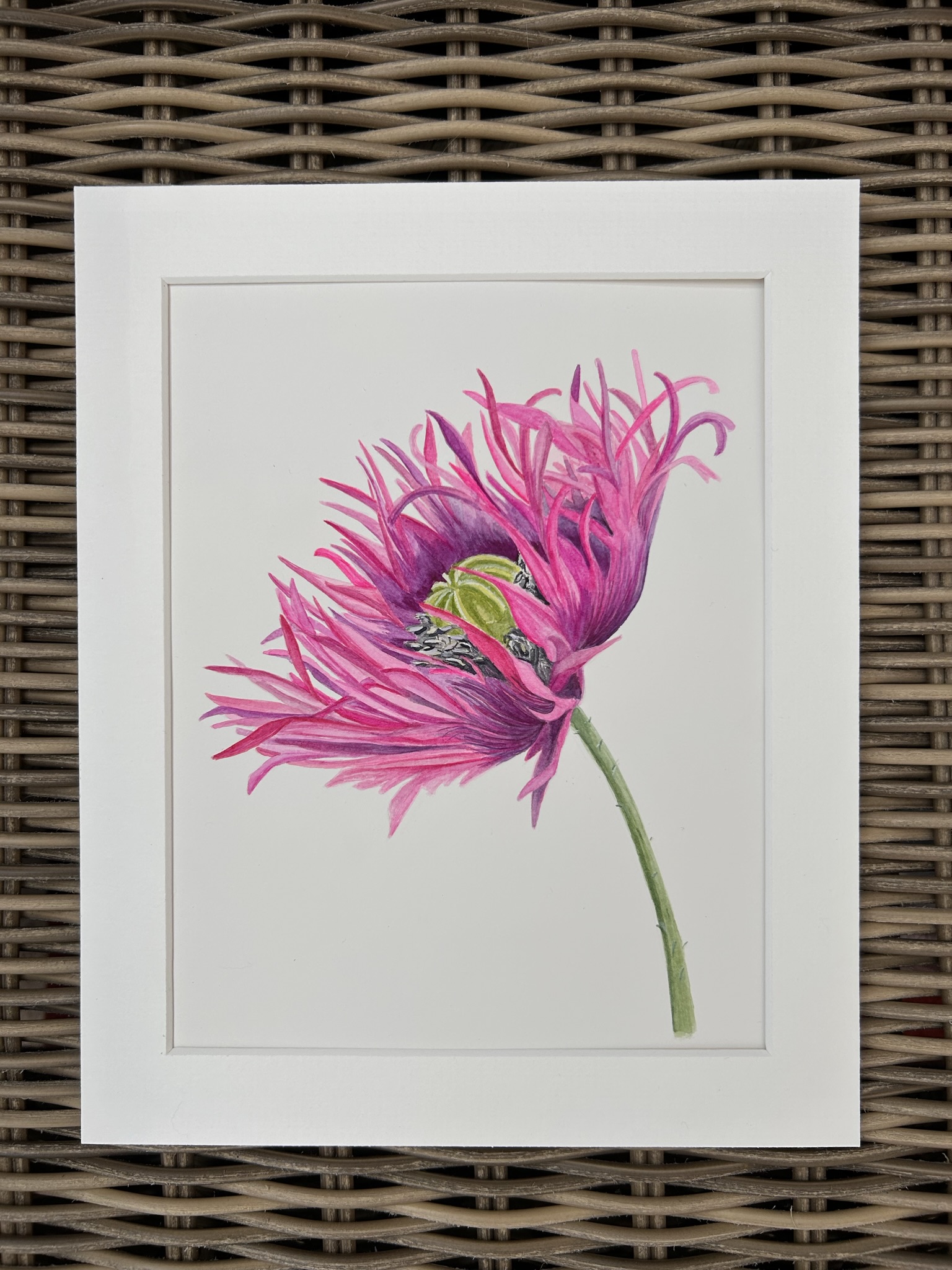 Oriental Poppy