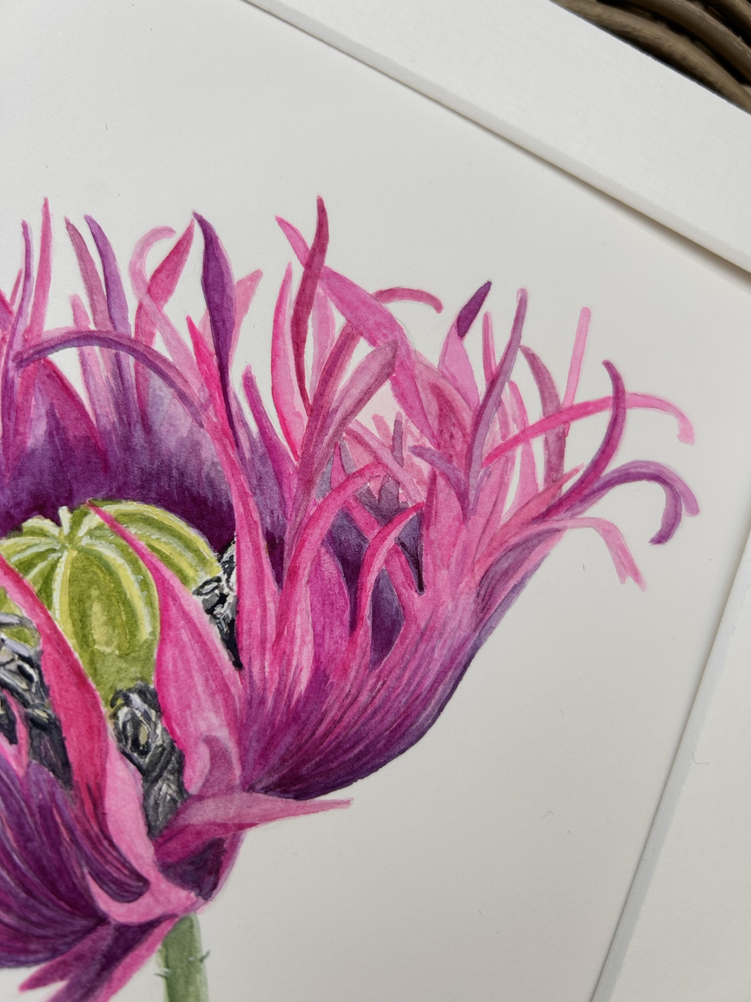 Oriental Poppy