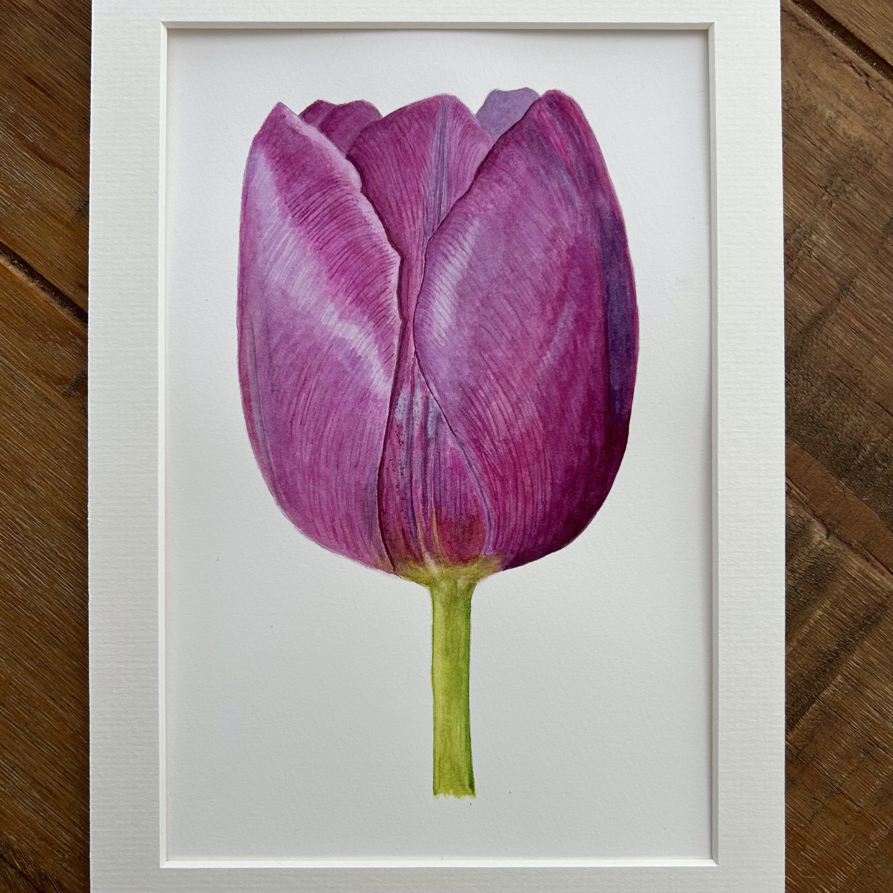 Purple Tulip I