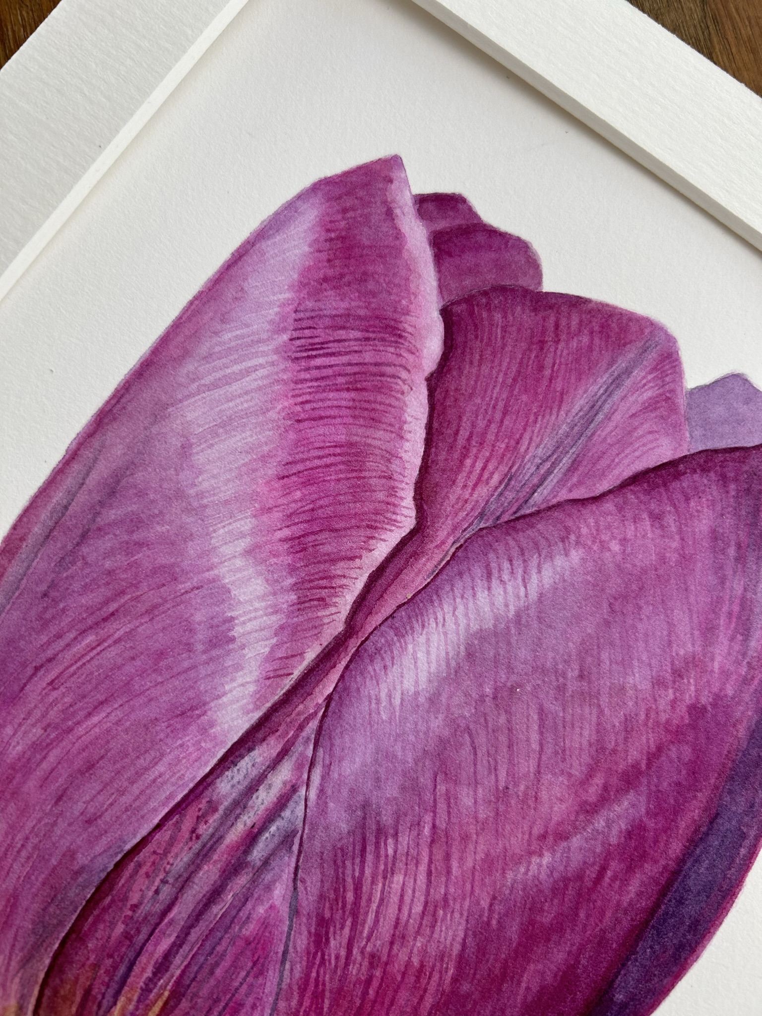 Purple Tulip I