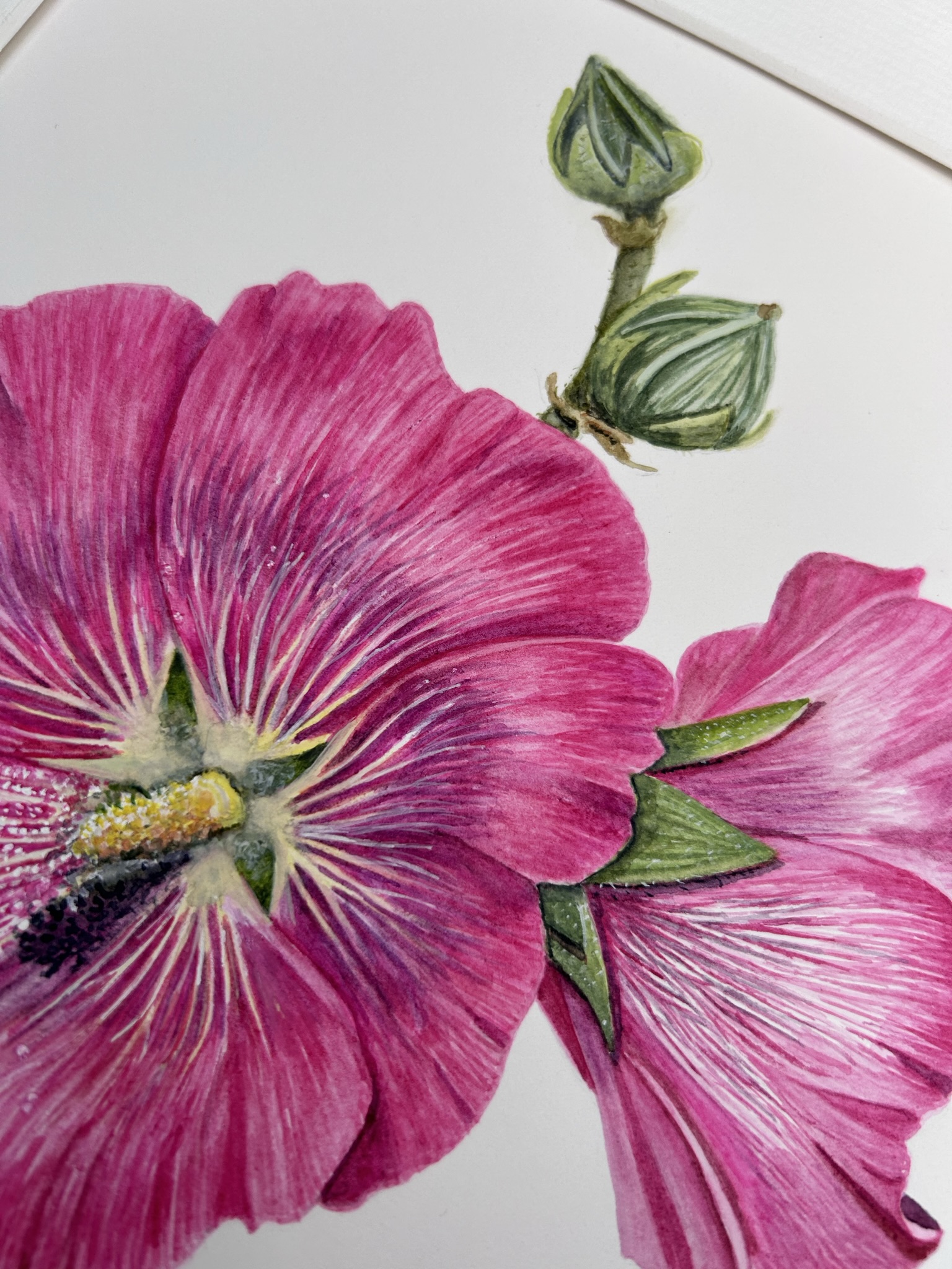 East Meon Hollyhock