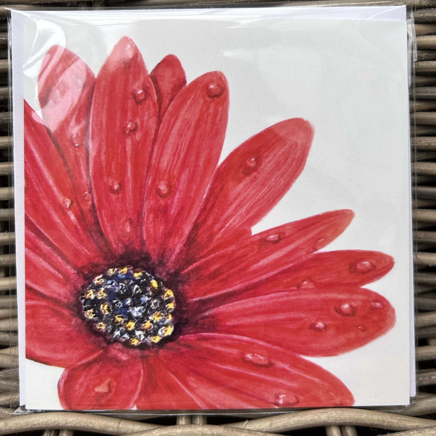 Red African Daisy (Close Up)
