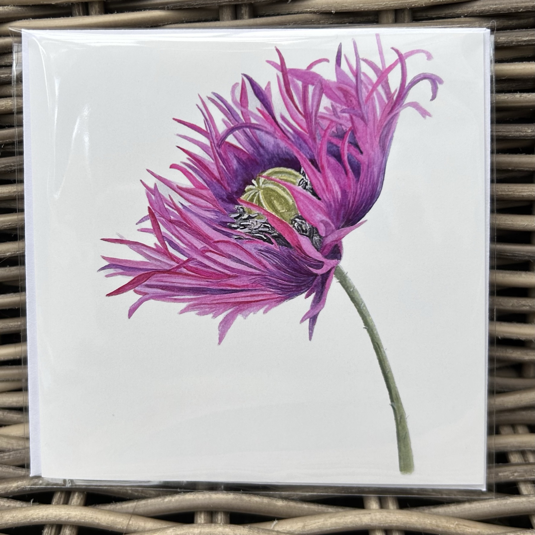 Oriental Poppy