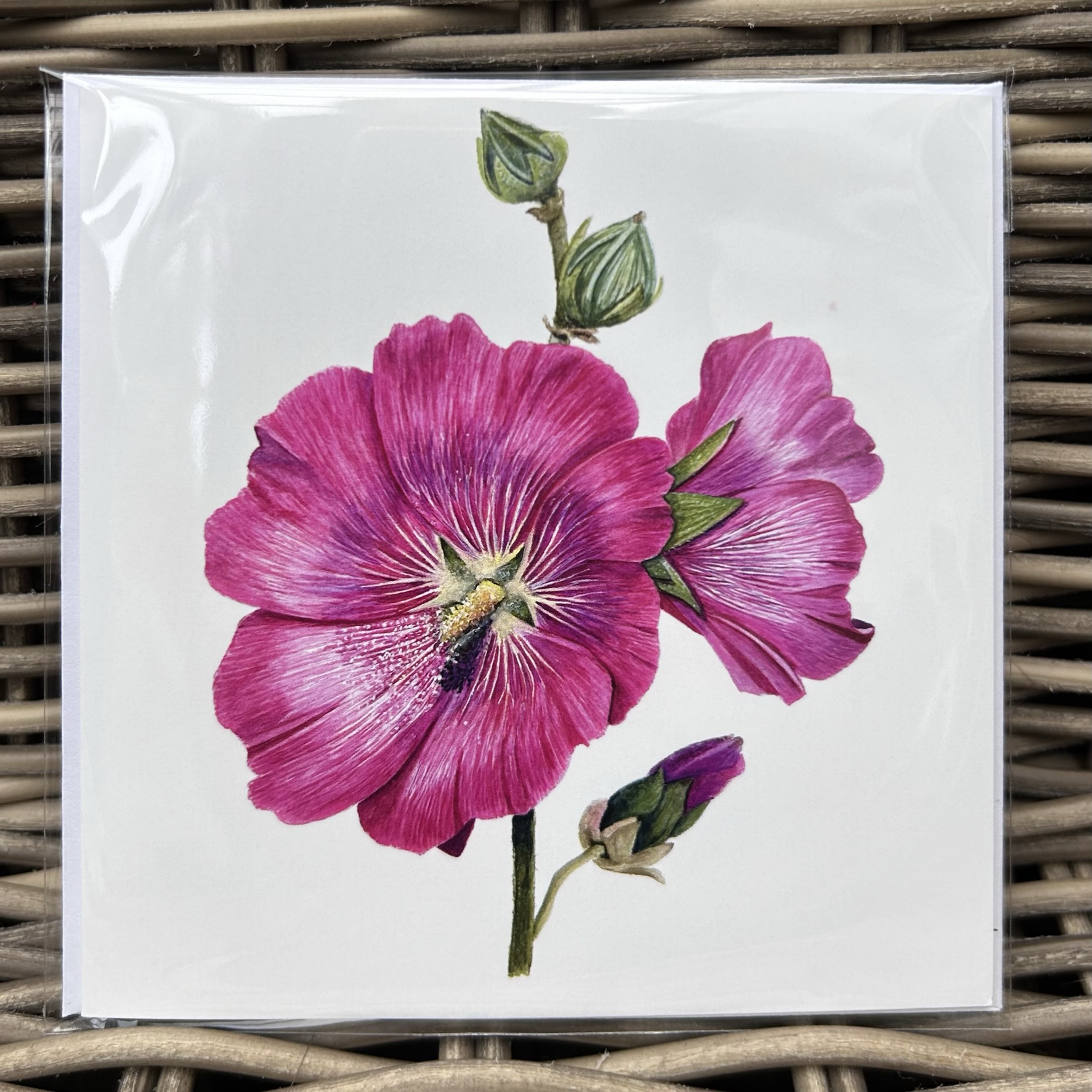 Hollyhock