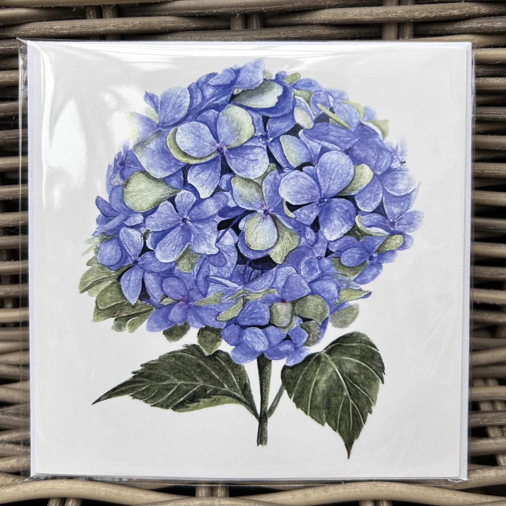 Hydrangea