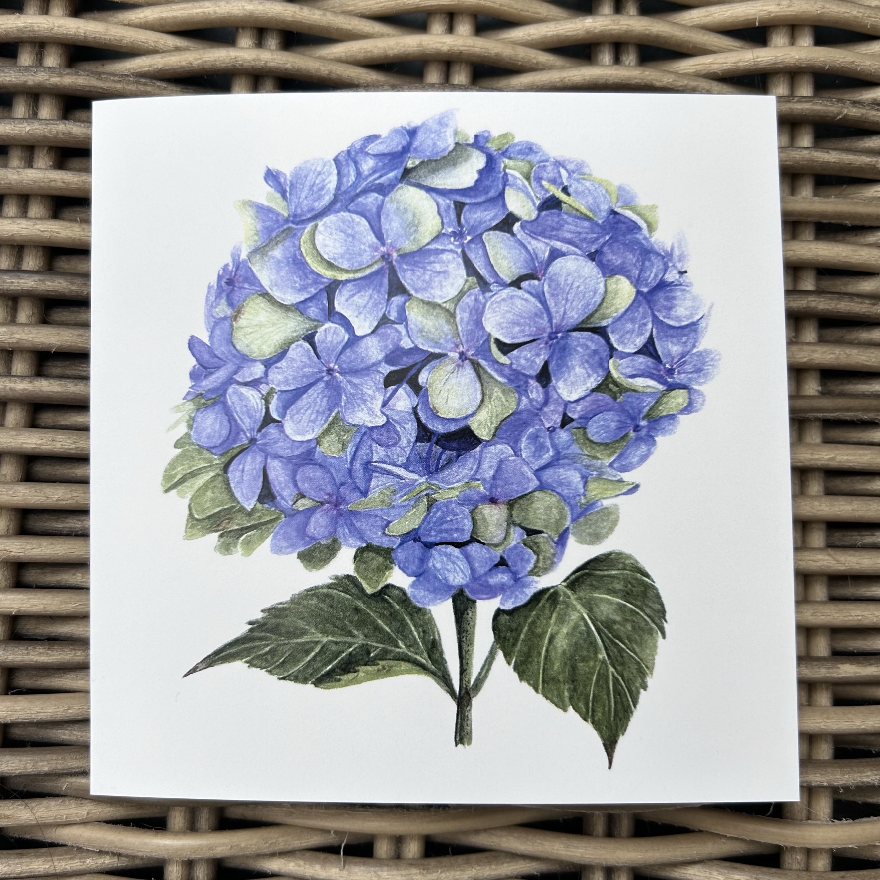 Hydrangea