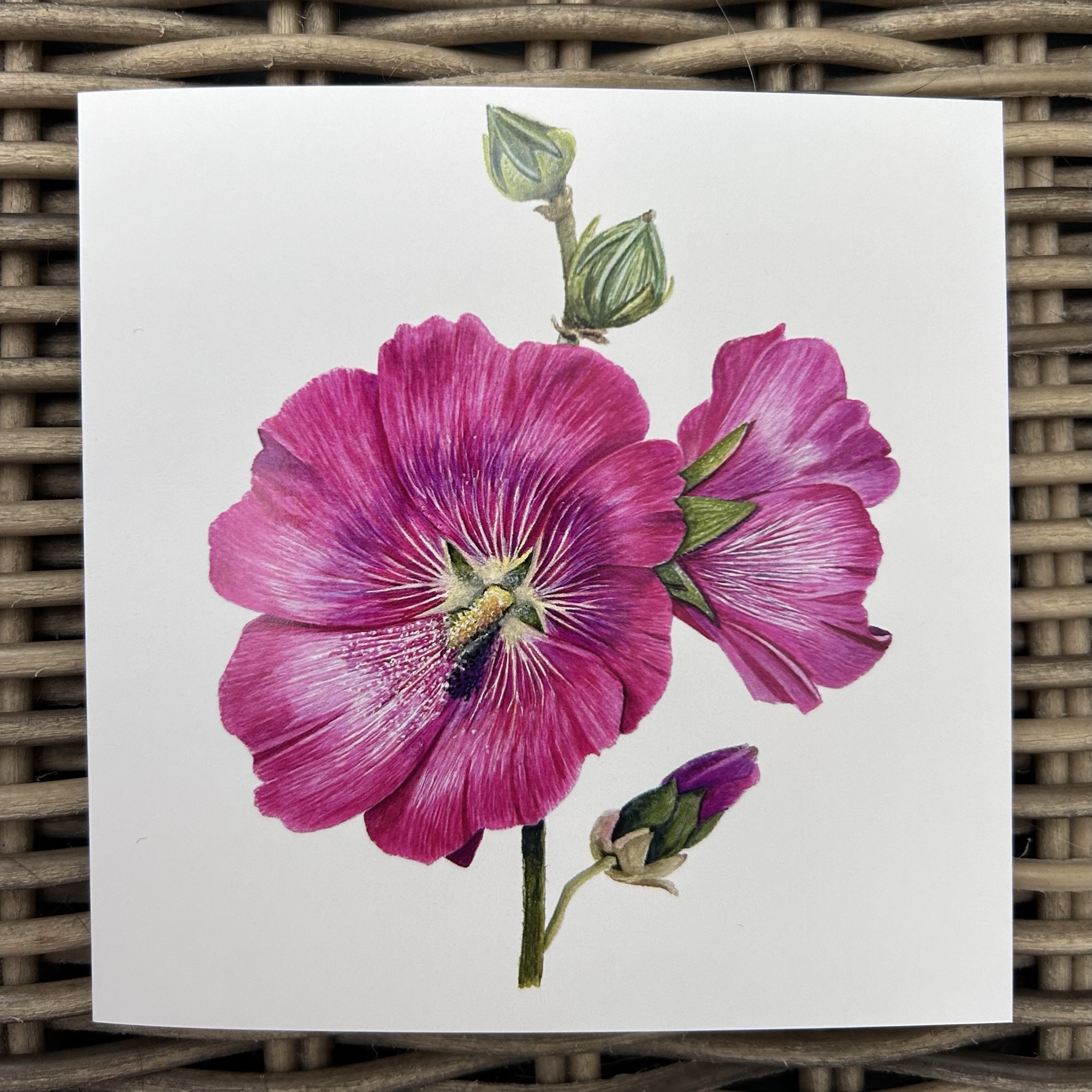 Hollyhock