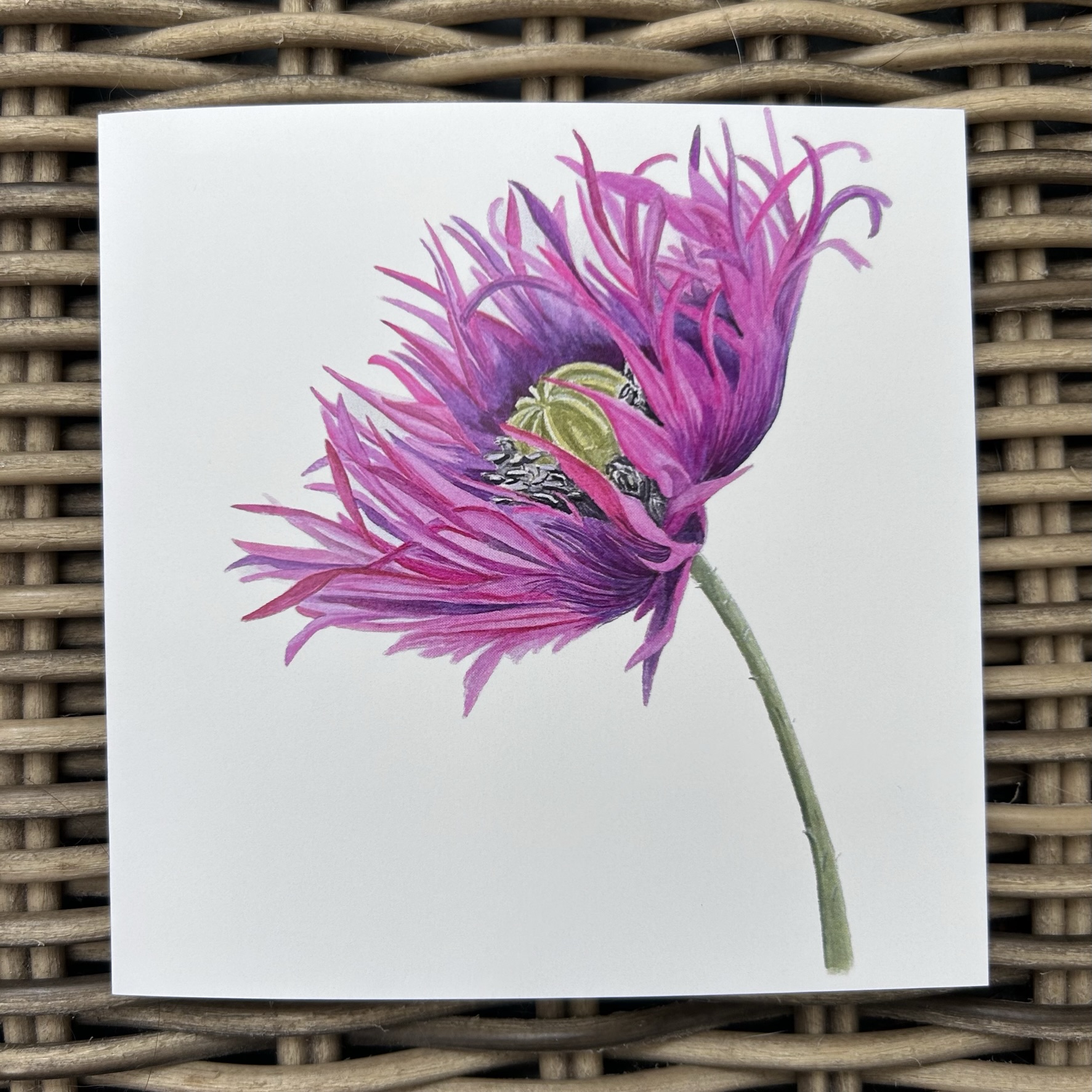 Oriental Poppy