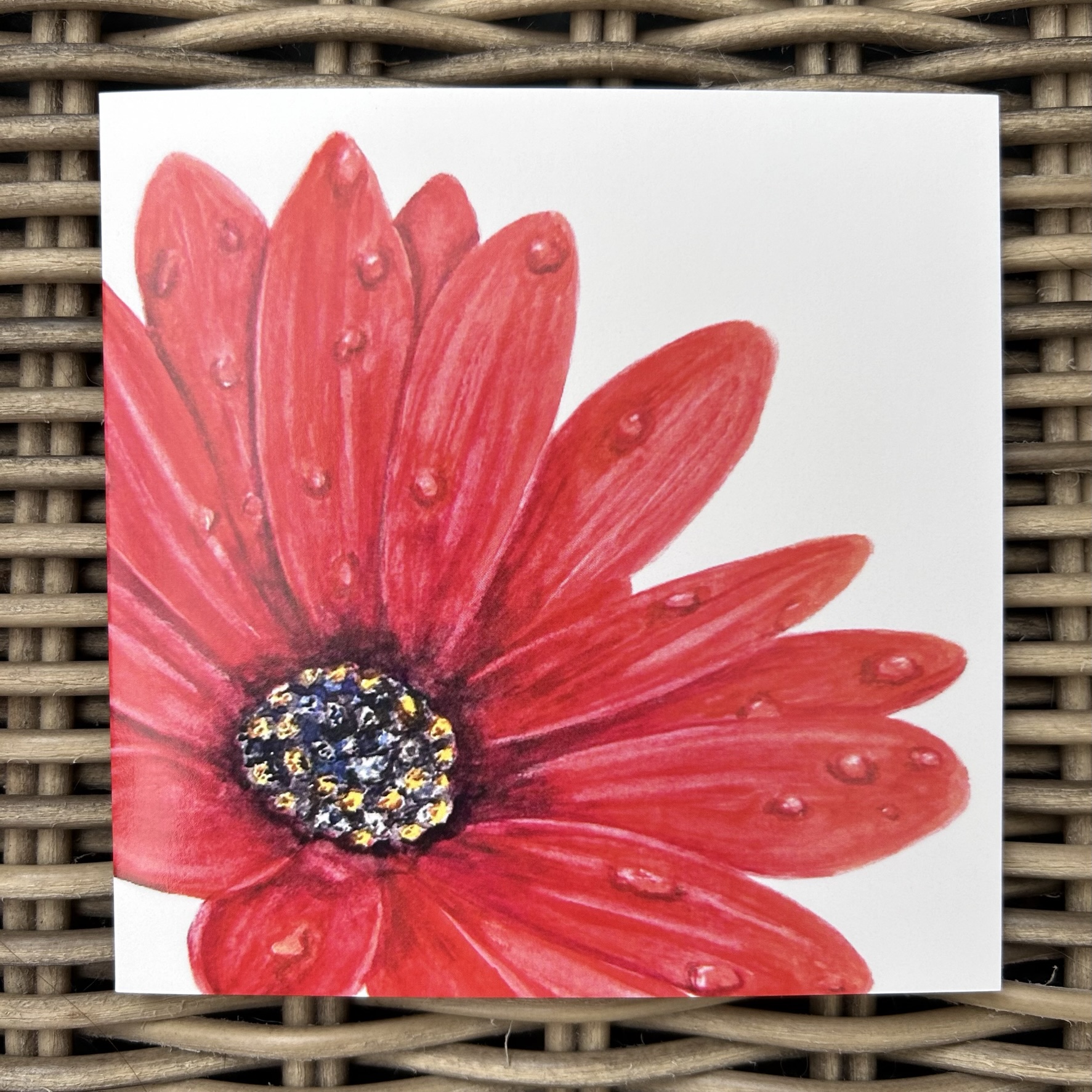Red African Daisy (Close Up)