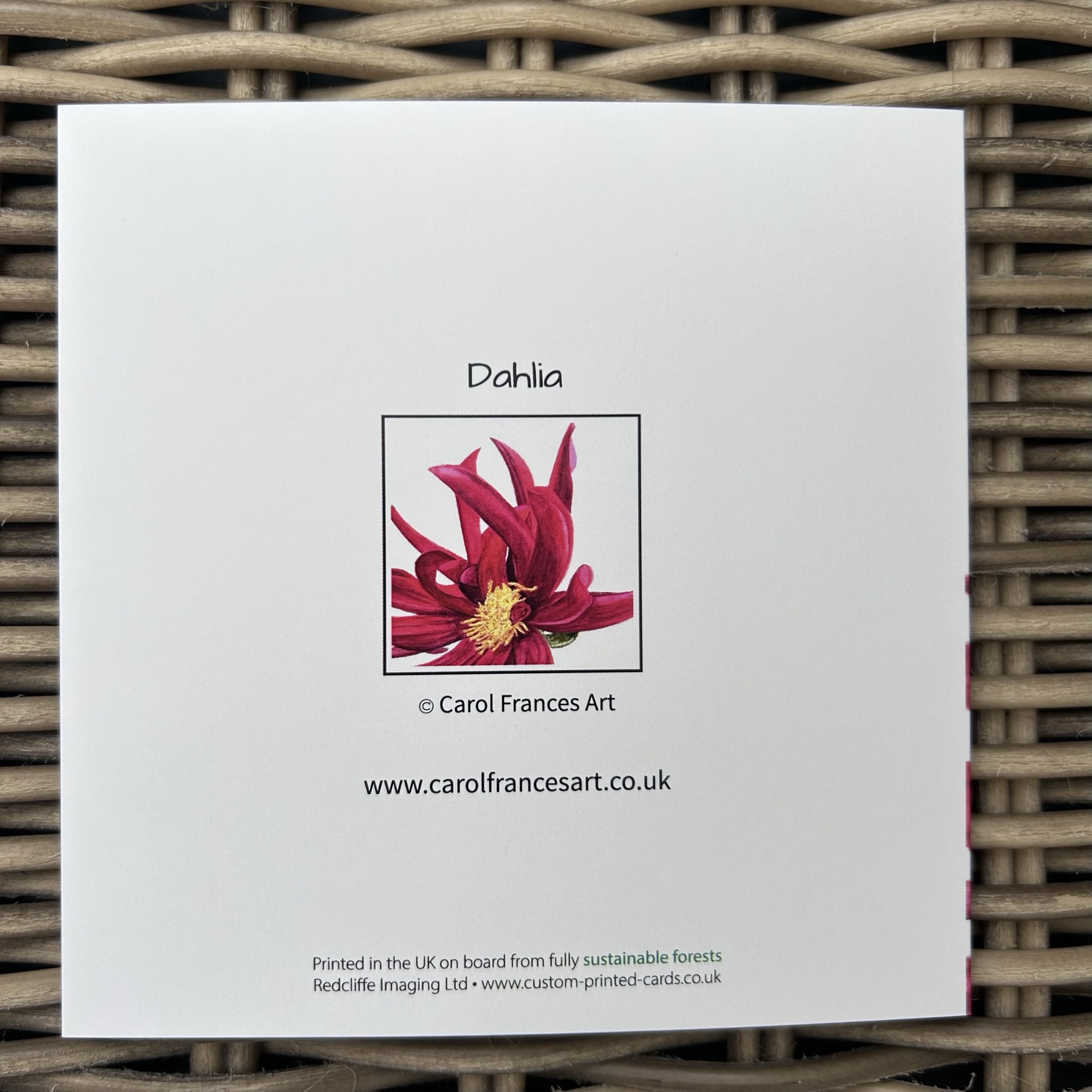 Dahlia (Close Up)